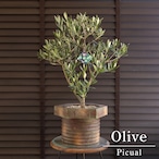 創樹 Olive オリーブの木 盆栽 SOUJU Picual ピクアル オリーブ 7号アンティークブリキポット 自家受精 0823BR