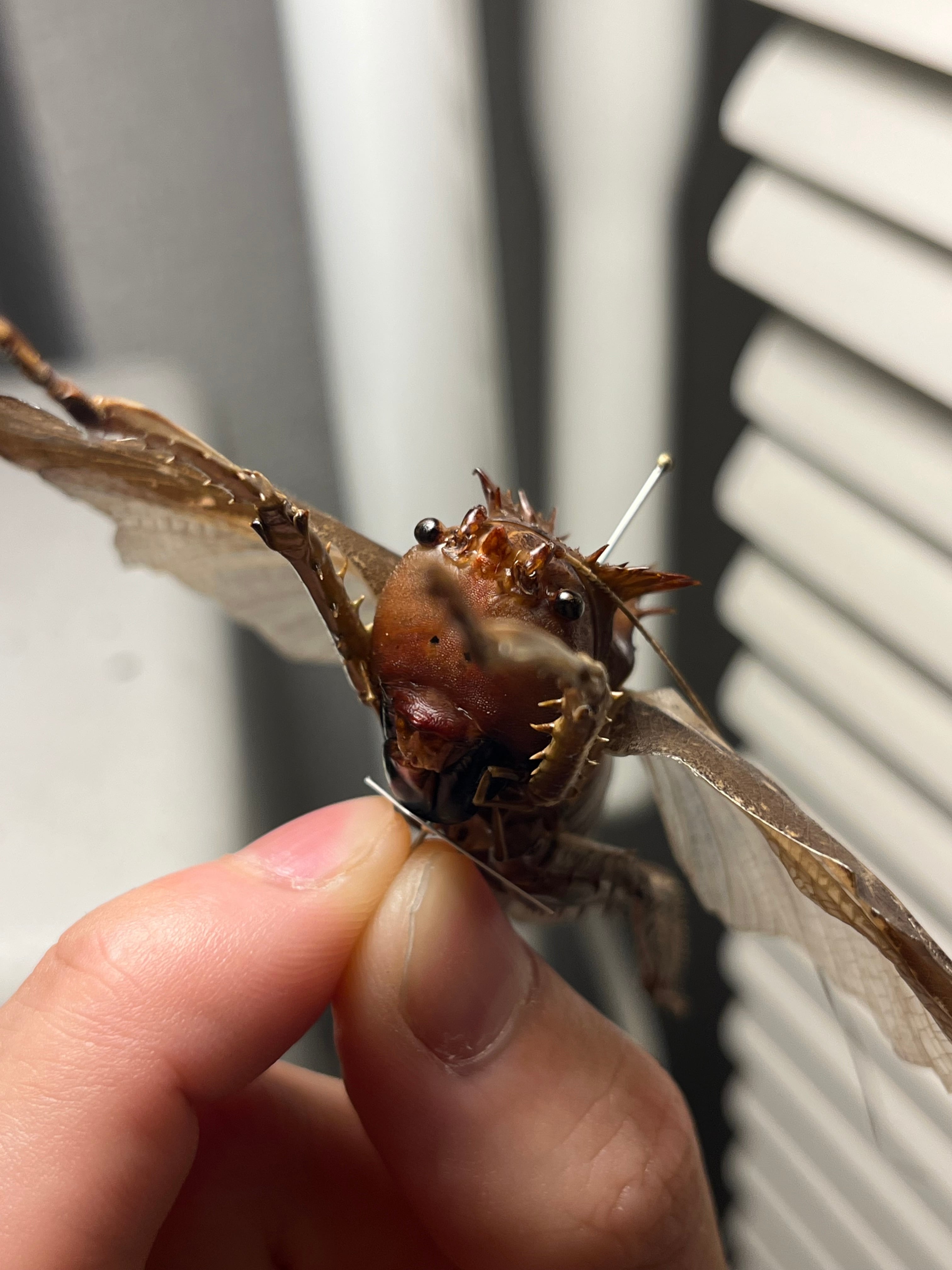 2025年最新】Yahoo!オークション -バッタ(虫類)の中古品・新品・未使用