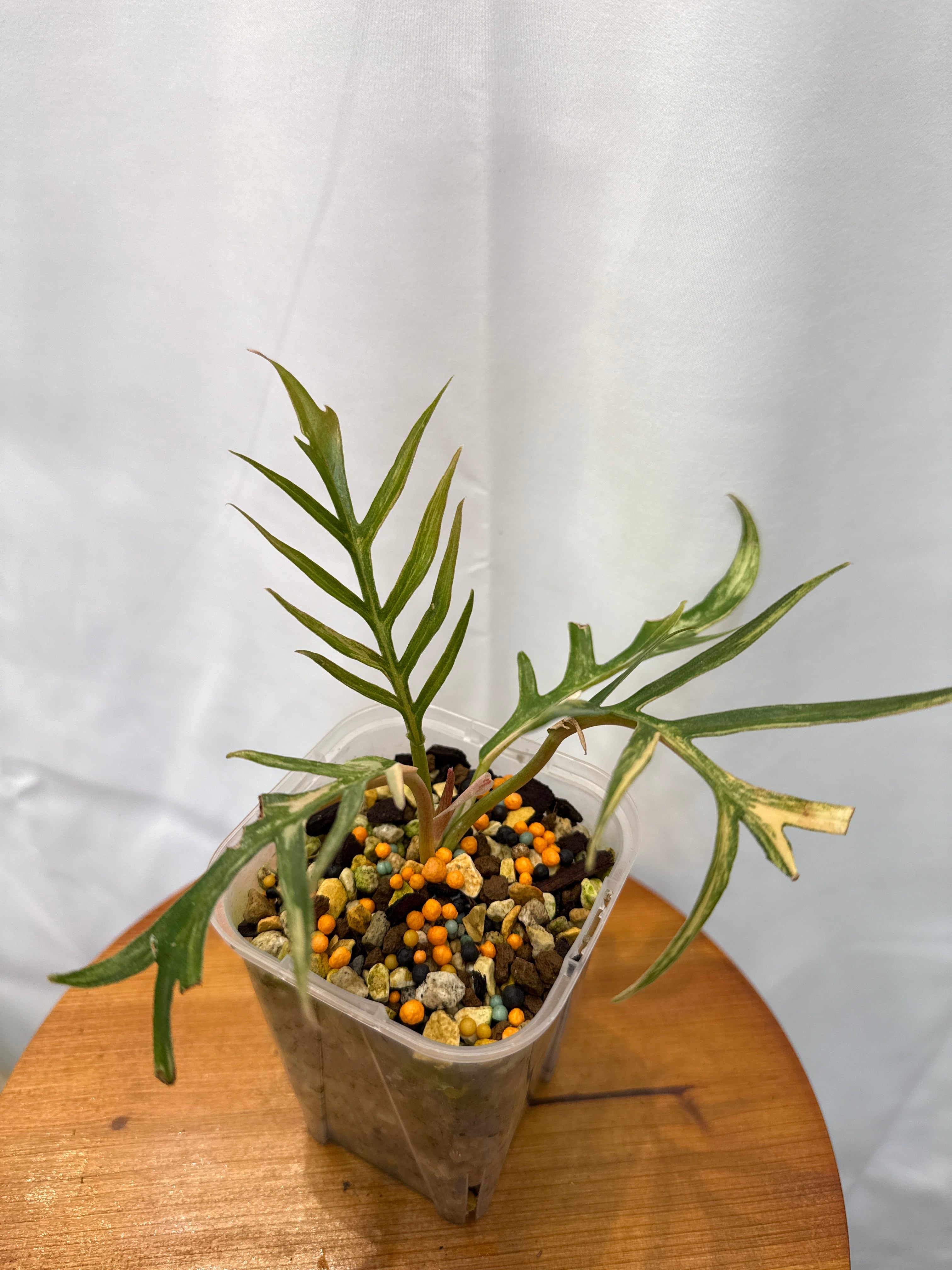 フィロデンドロン トータム斑入り | Gardenえん 【観葉熱帯植物】