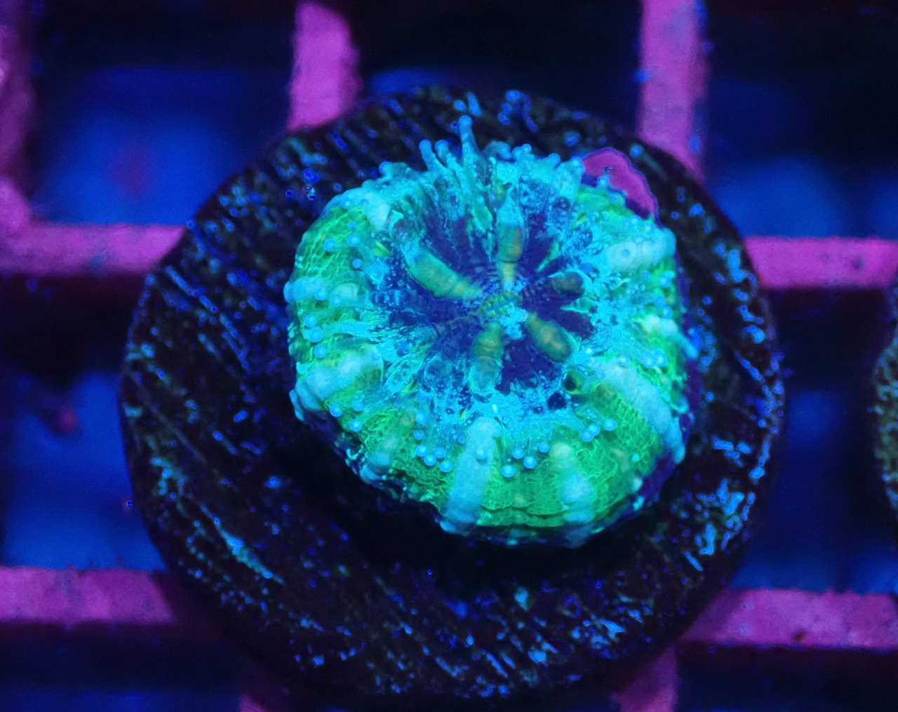 Scolymia Baby "UFO" 1
