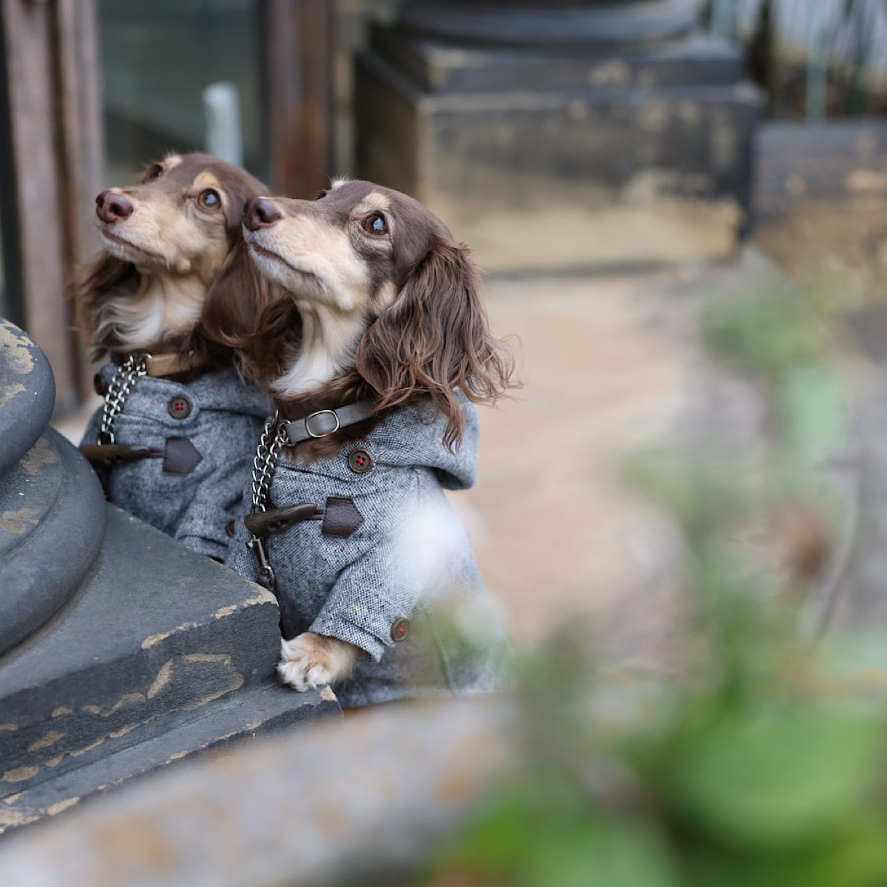 ダッフルコート | カニンヘンダックスとミニチュアダックス専門のお