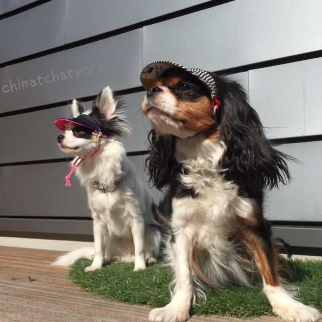 犬用サンバイザー 柄から選ぶ 限定 黒ヒッコリーxカーキスター 紫外線対策 目の保護にも 犬用サンバイザーと帽子 オーダーメイド犬 猫の洋服 ちまっちアットワーク 犬用サンバイザー 柄から選ぶ 限定 黒ヒッコリーxカーキスター 紫外線対策 目の保護にも 犬用サンバイザーと帽子 オーダーメイド犬 猫の洋服 ちまっちアットワーク