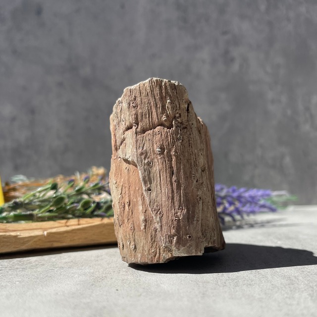 ジンバブエ・ゴクウェ産【ペトリファイドウッド（珪化木）】⑤（樹木の化石）鉱物 天然石 パワーストーン