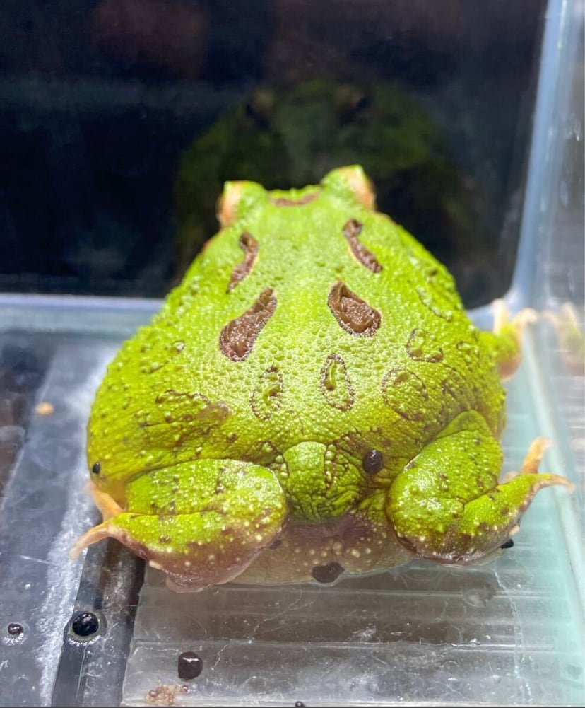 クランウェルツノガエル グリーン | アクアショップあんじゅ