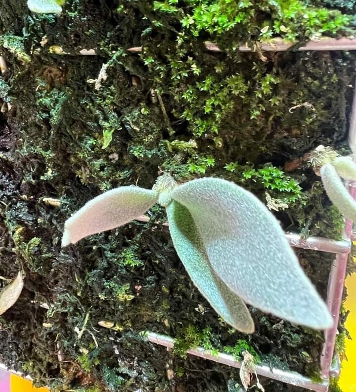 ビカクシダ【ナノ】P.Willinckii 'Nano' | opossum(オポッサム） Nano