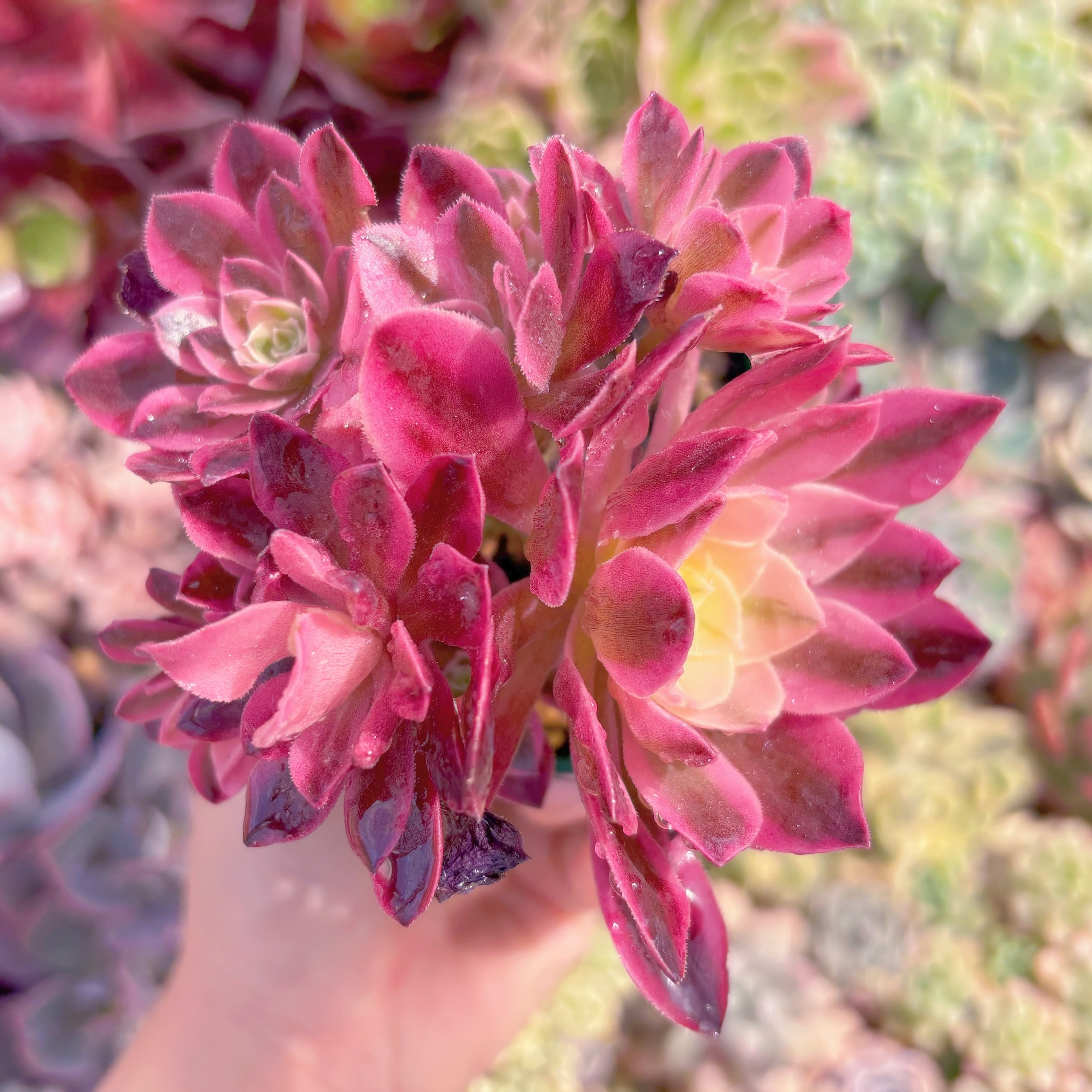 現品　アフラダイティ#2212　群生　るる農園