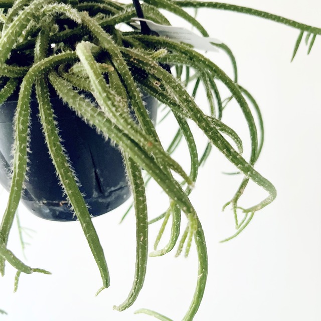 《人気》森林サボテン リプサリスホリダ ハンギングプランツ 観葉植物 吊り下げ