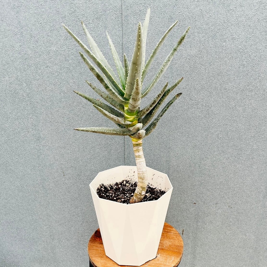 現品］ザミア フロリダーナ 7号 蘇轍 観葉植物 室内 レア 細葉