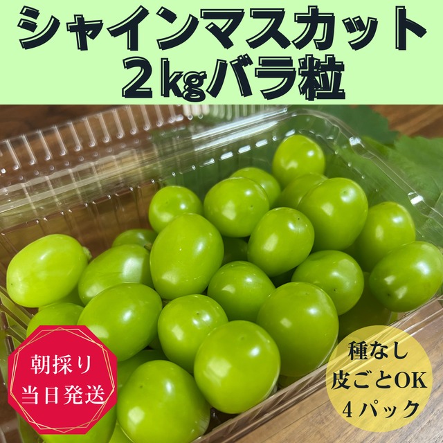 シャインマスカット　粒　2kg シャインマスカット2kgバラ粒 | ナチュラルファームen