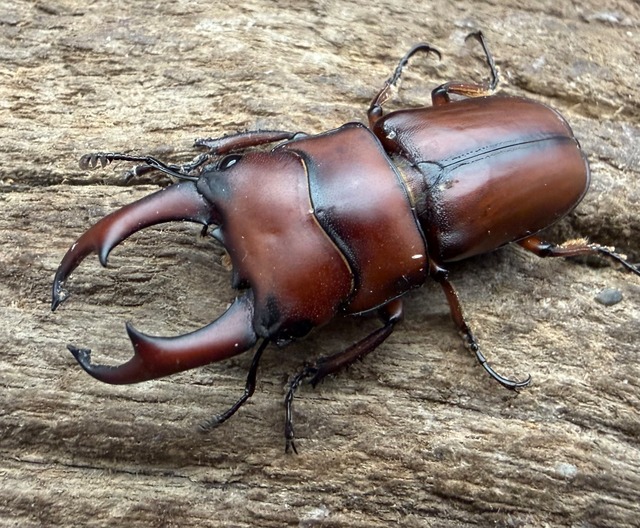 【WF4】《プセウダクシスコクワ 30mm ♂♀♀トリオ》