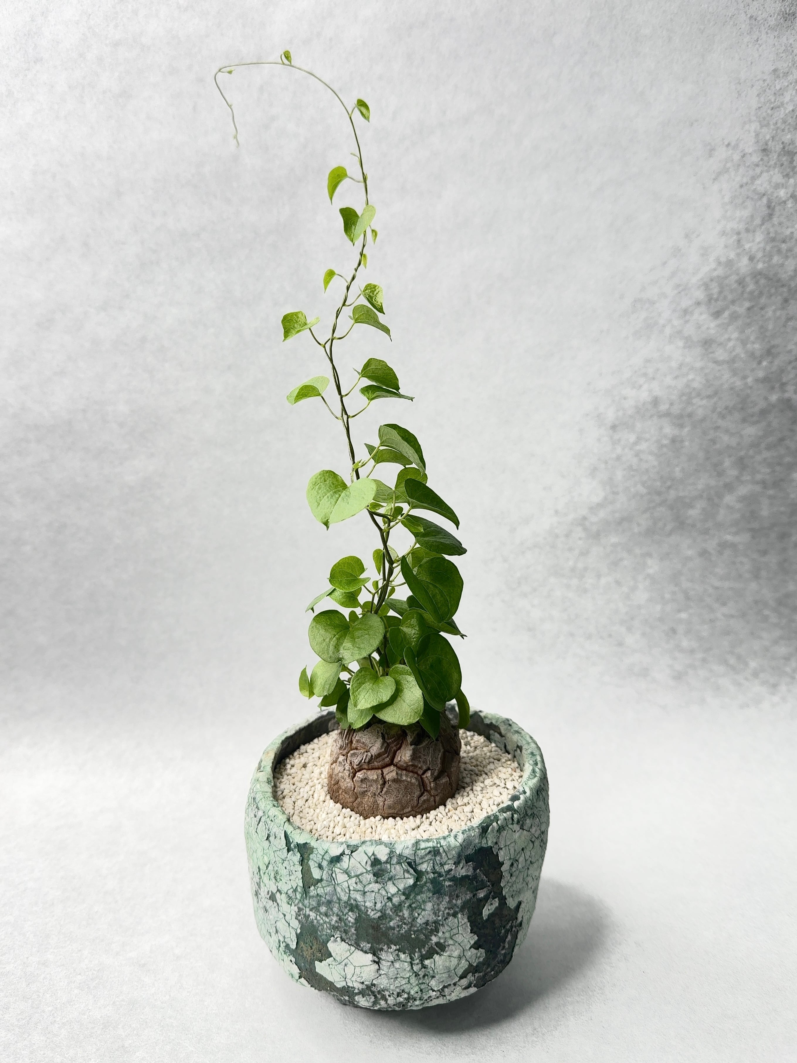 ディオスコレア・亀甲竜 | trigger