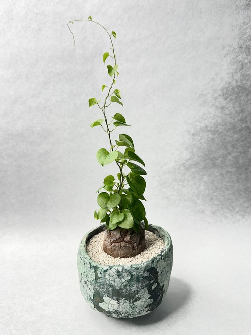 ディオスコレア・亀甲竜