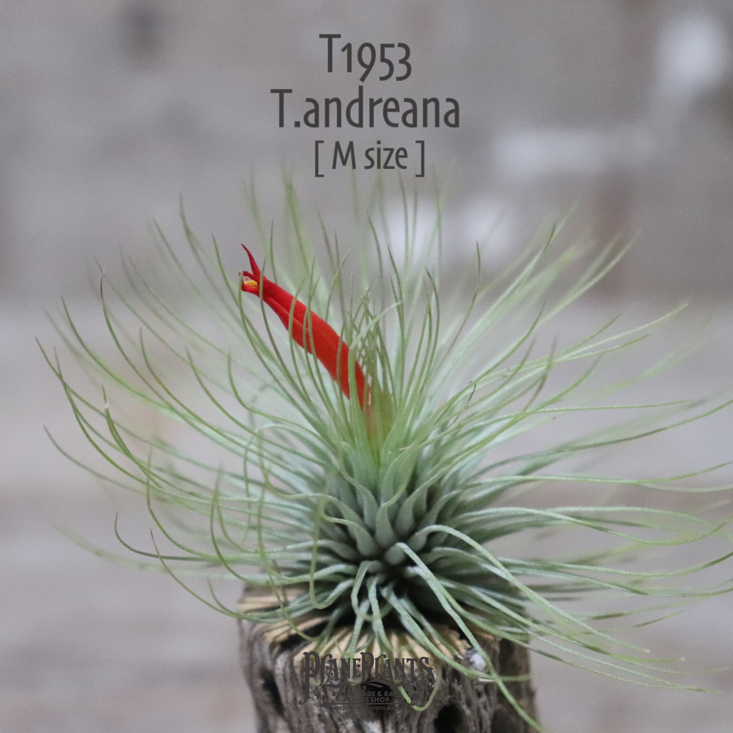 【送料無料】アンドレアナ M (開花済み)〔エアプランツ〕現品発送T1953