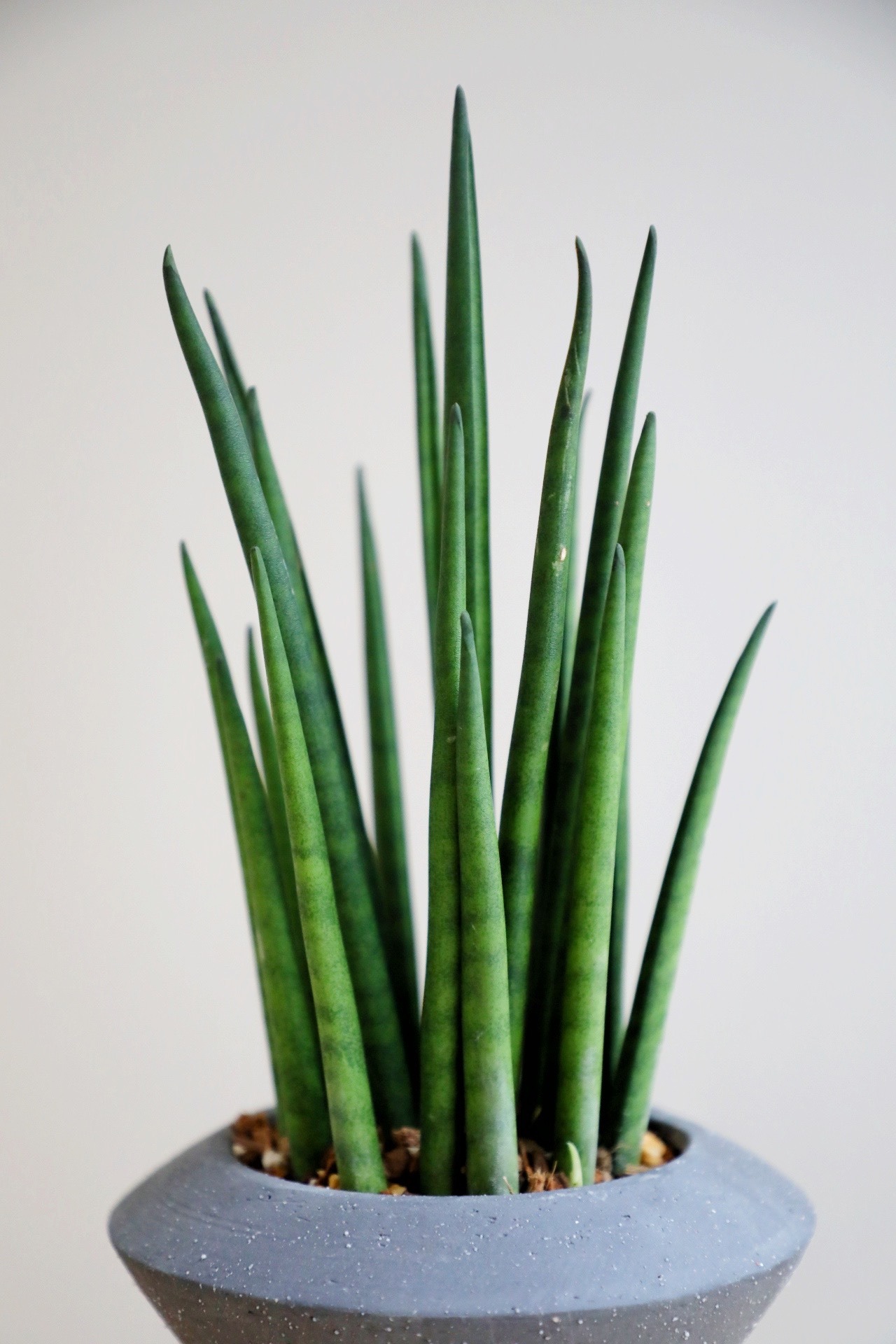 【S】サンスベリア バキュラリス/Sanseveria