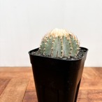 Geohintonia mexicana【ゲオヒントニア・メキシカーナ】