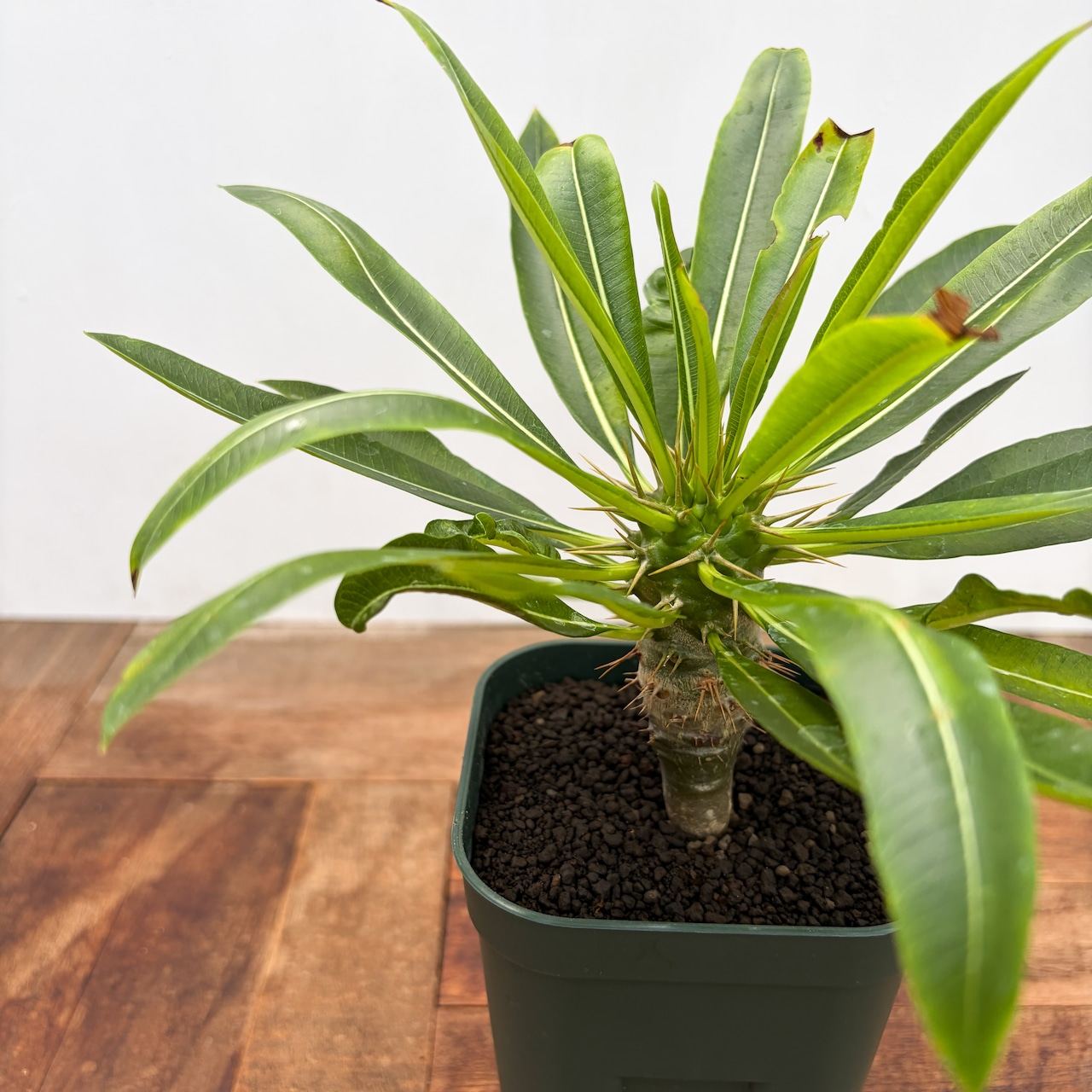 Pachypodium menabeum【パキポディウム・メナベウム】