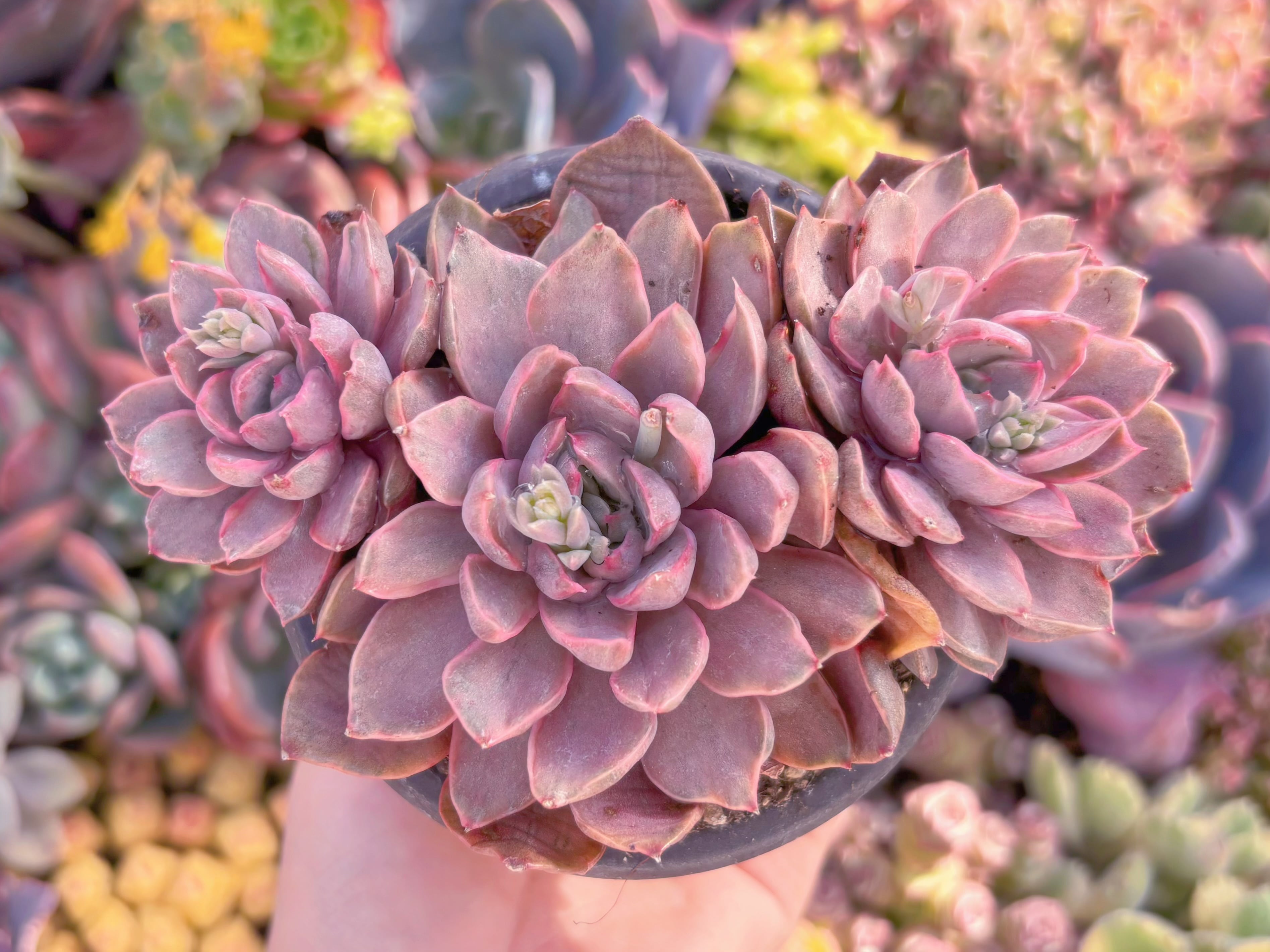 現品　レディローズ錦　群生#A029　新入荷　るる農園