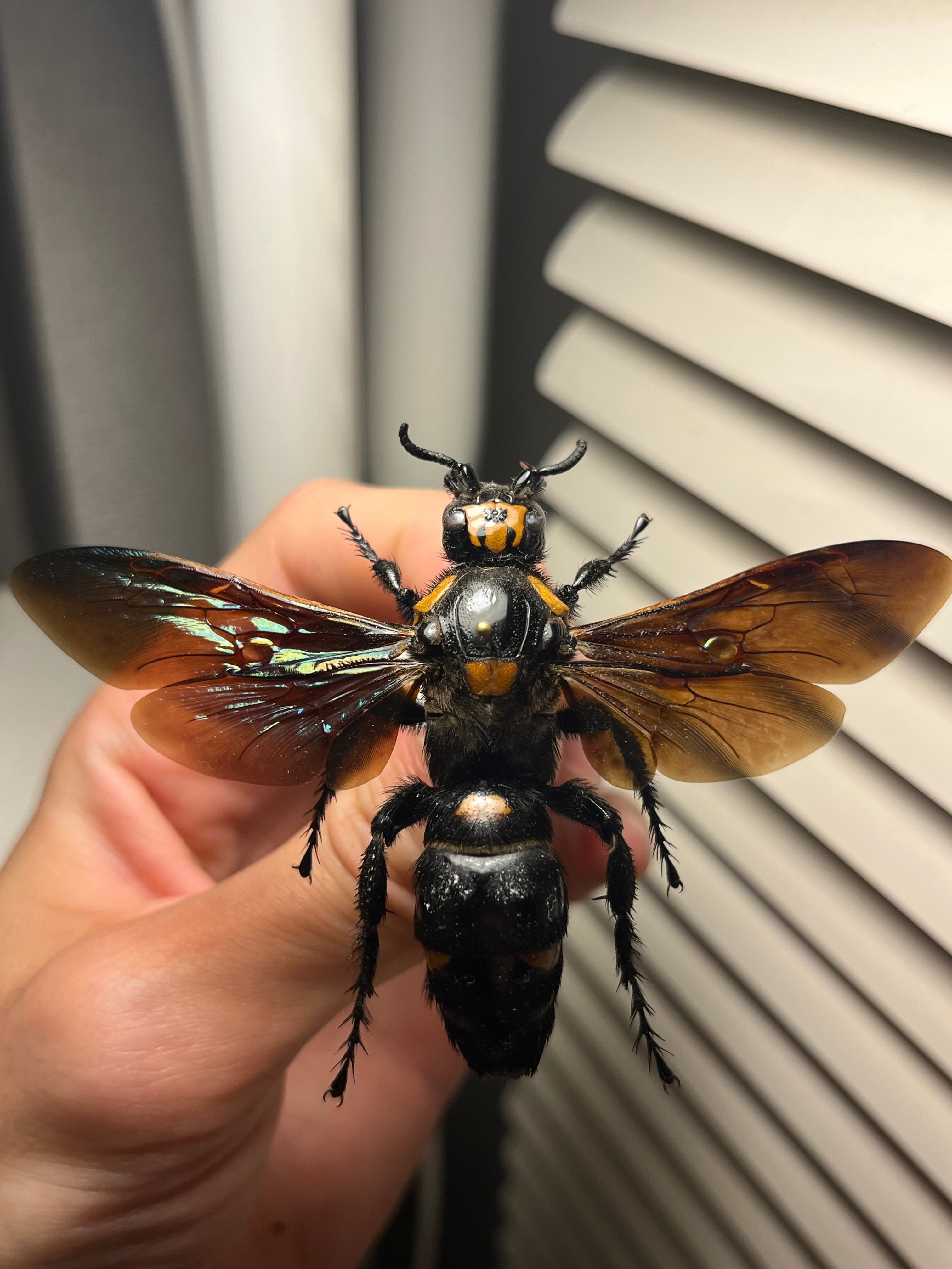 サルオガセギスキリギリスカマドウマバッタ直翅類コロギスリオック