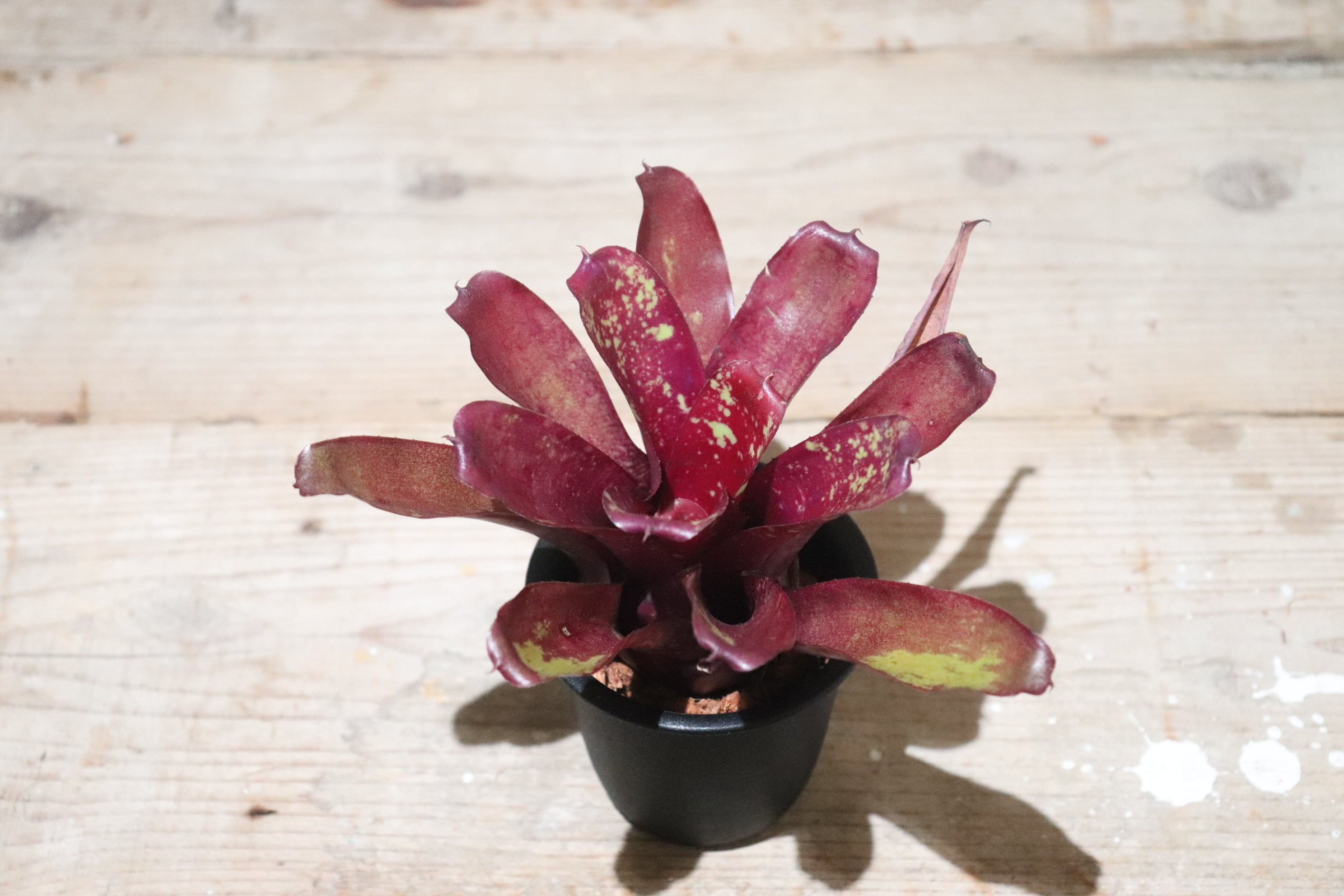 送料無料】Neoregelia 'Levi's Red'〔ネオレゲリア〕現品発送N0136