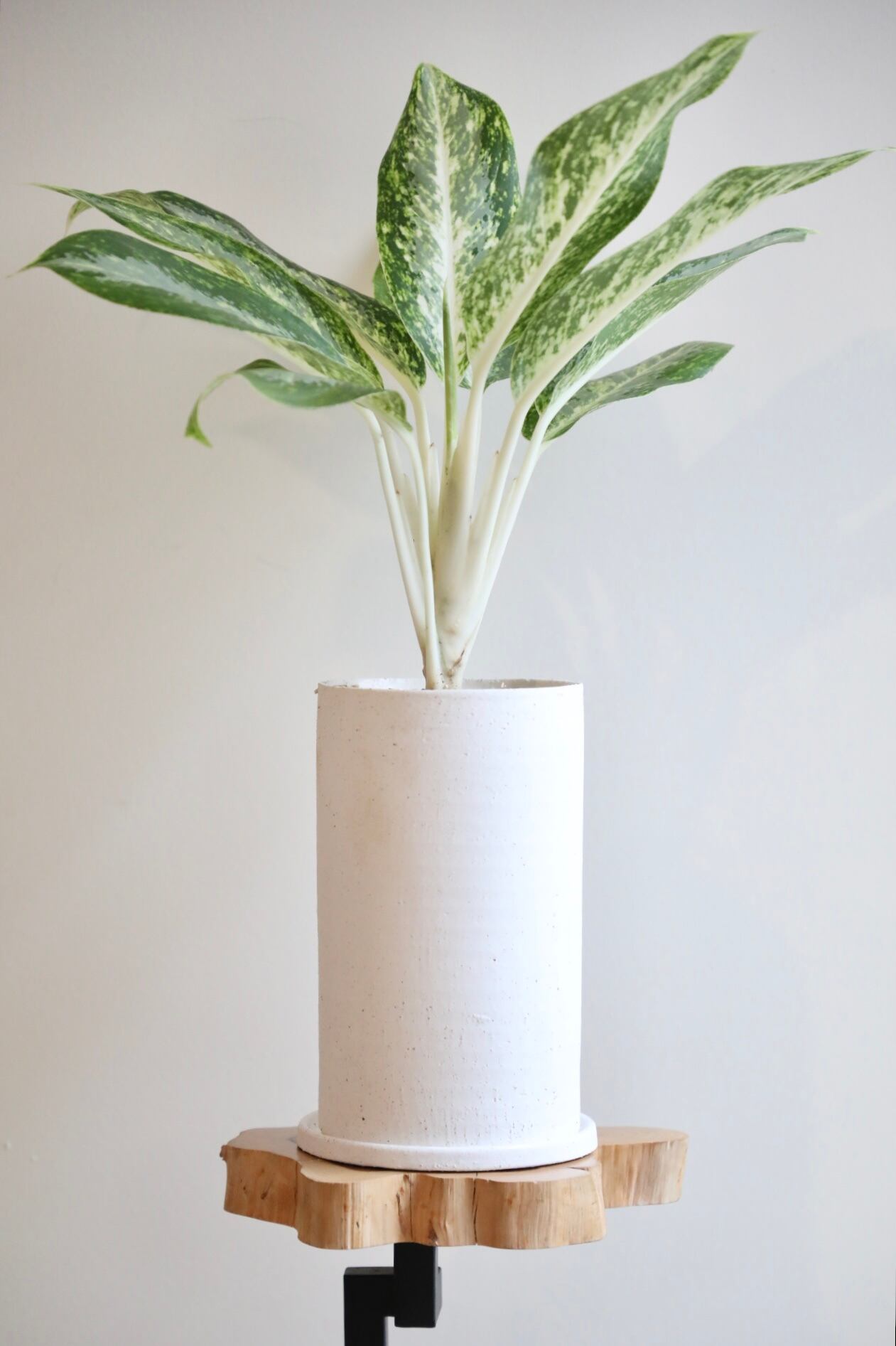 アグラオネマ 人工観葉植物】MAGIQ東京堂/アグラオネマミックスリーフポット