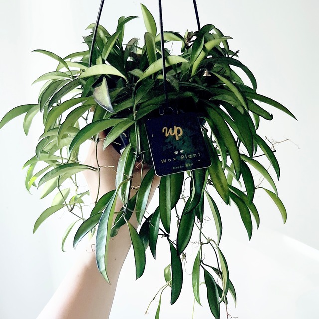 【再入荷】ホヤ ロンギフォリア ハンギング 観葉植物 calm cafe