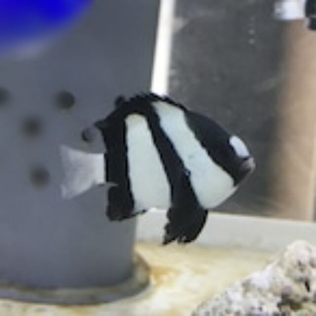 ５匹 ヨスジリュウキュウスズメダイ ３CM前後 SM/MSサイズ インドネシア 海水魚 熱帯魚 生体 即決 ８０サイズ関東送料８７３円