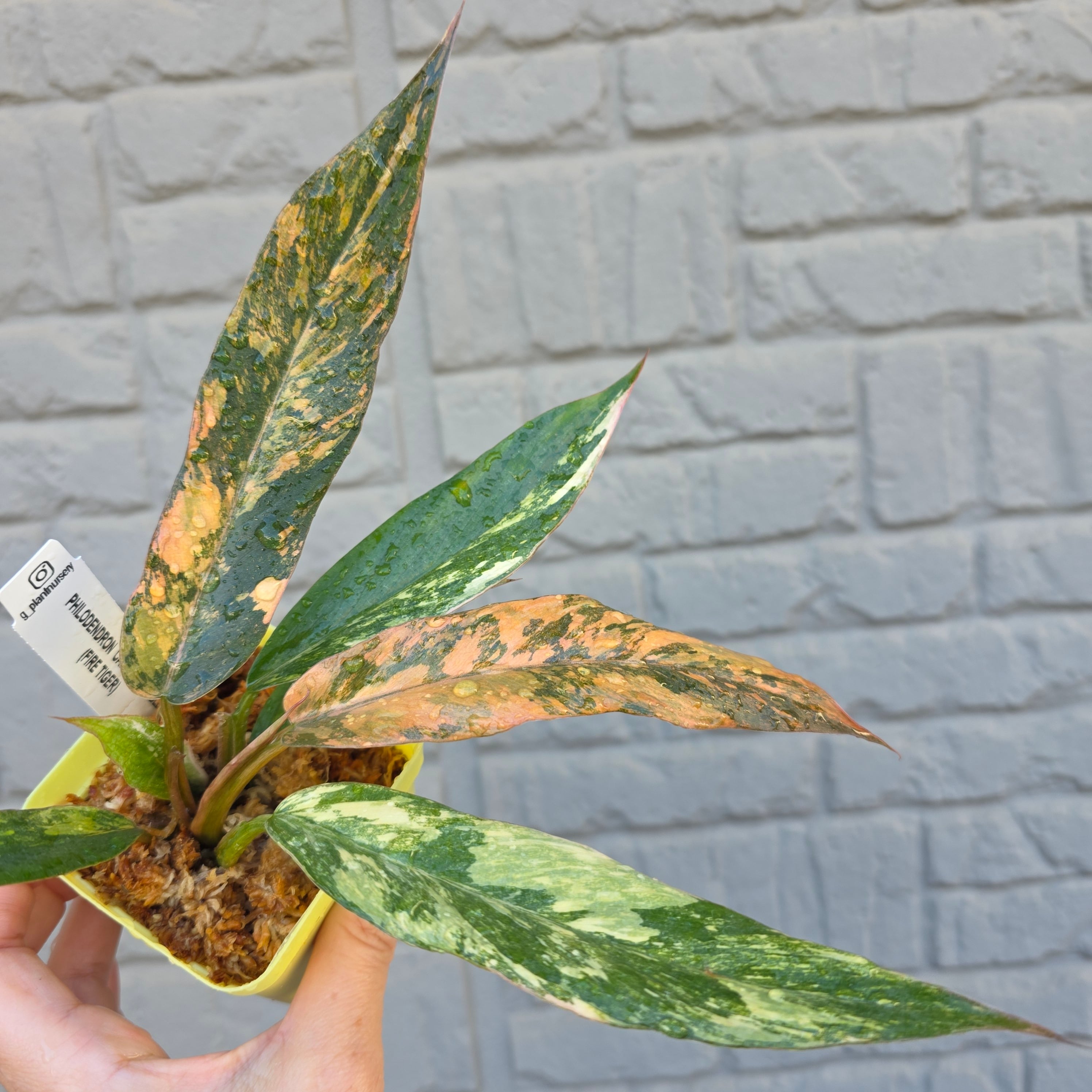 フィロデンドロン エメラルドクイーン バリエゲイテッド 24 フィロデンドロン エメラルドクイーン 斑入り 激レア - メルカリ