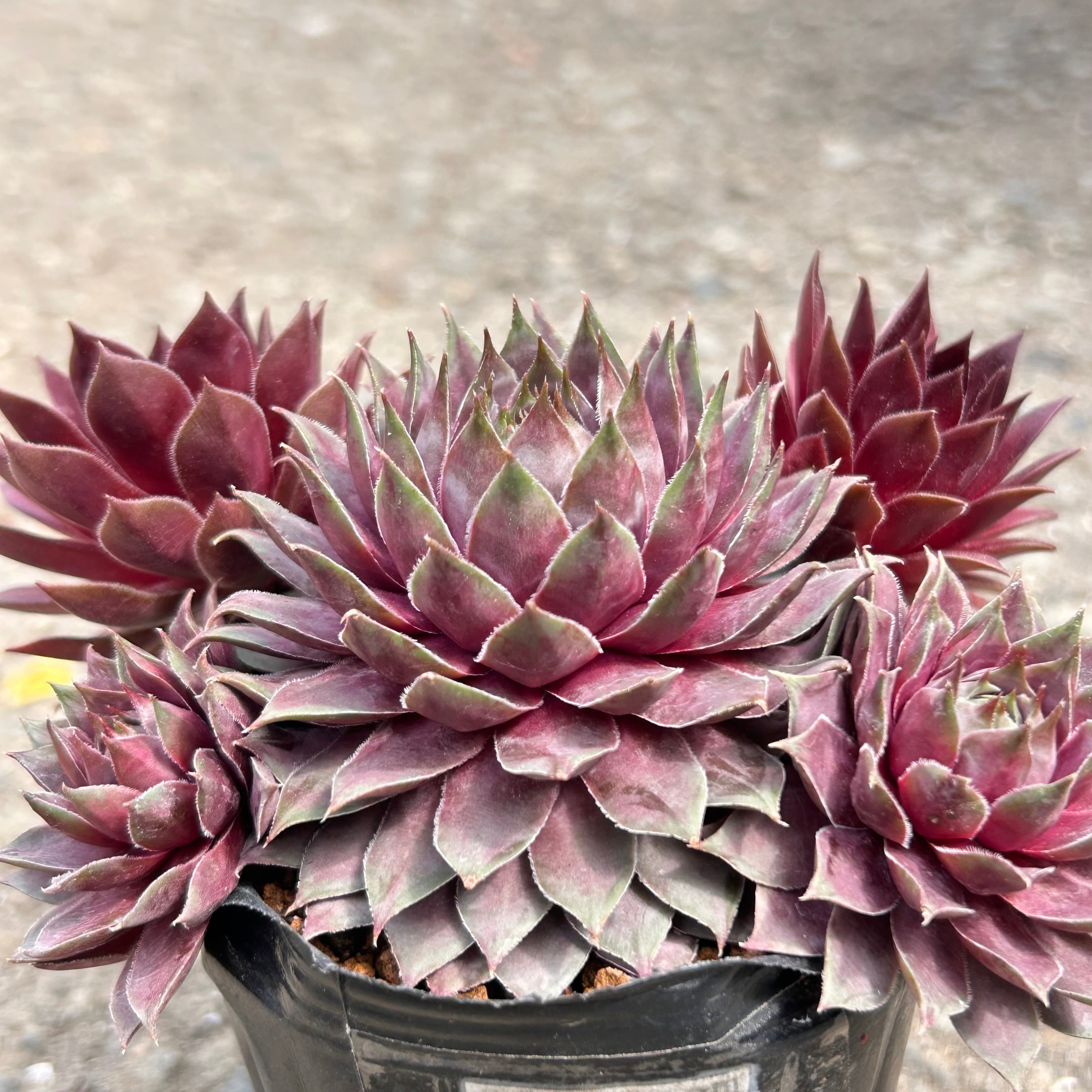 H)センペルビューム(北海道産) | RuPo 多肉植物専門店