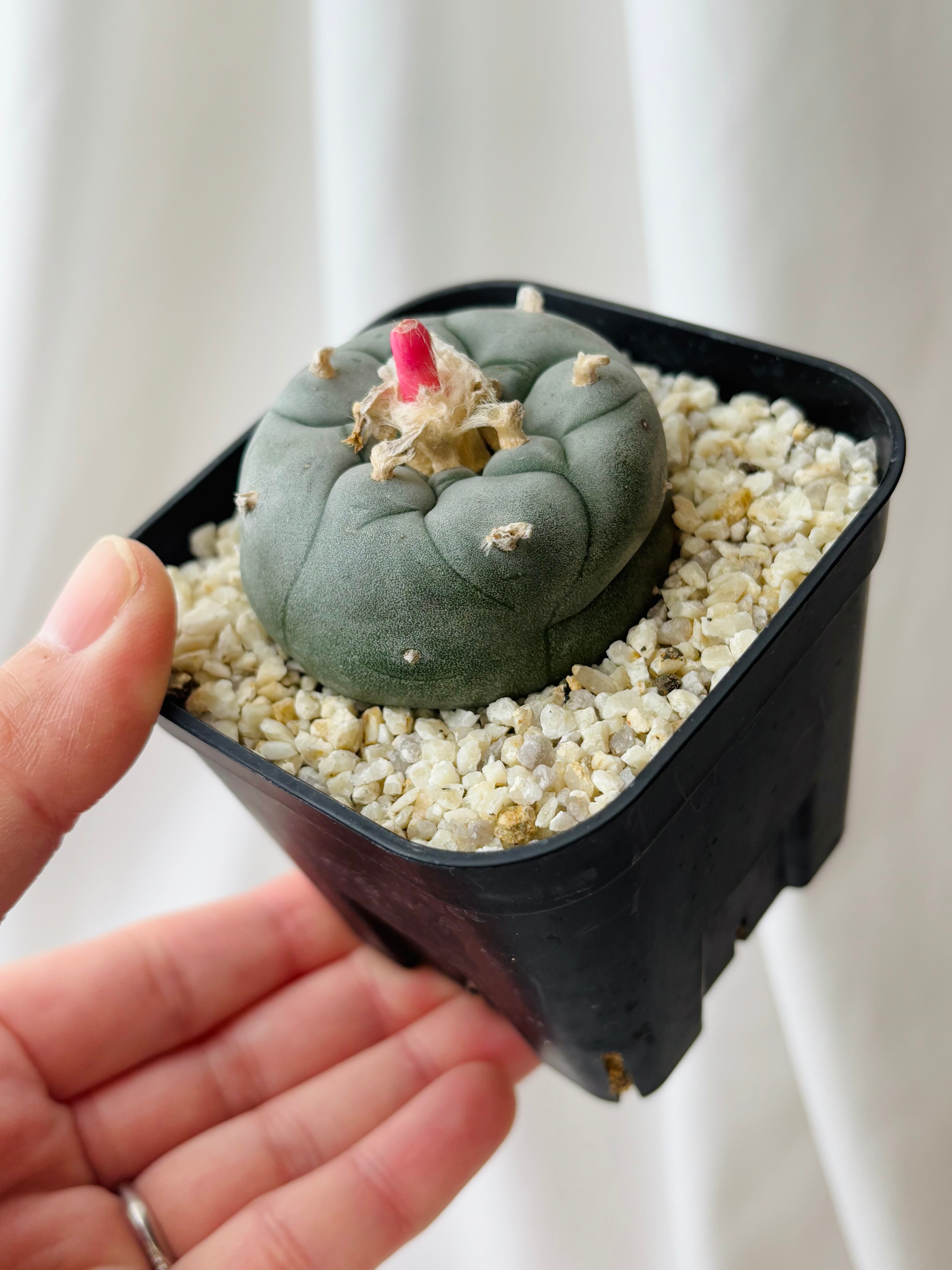 Lophophora williamsii ロフォフォラ 大型烏羽玉 サボテン Lophophora williamsii ロフォフォラ 大型烏羽玉 サボテン