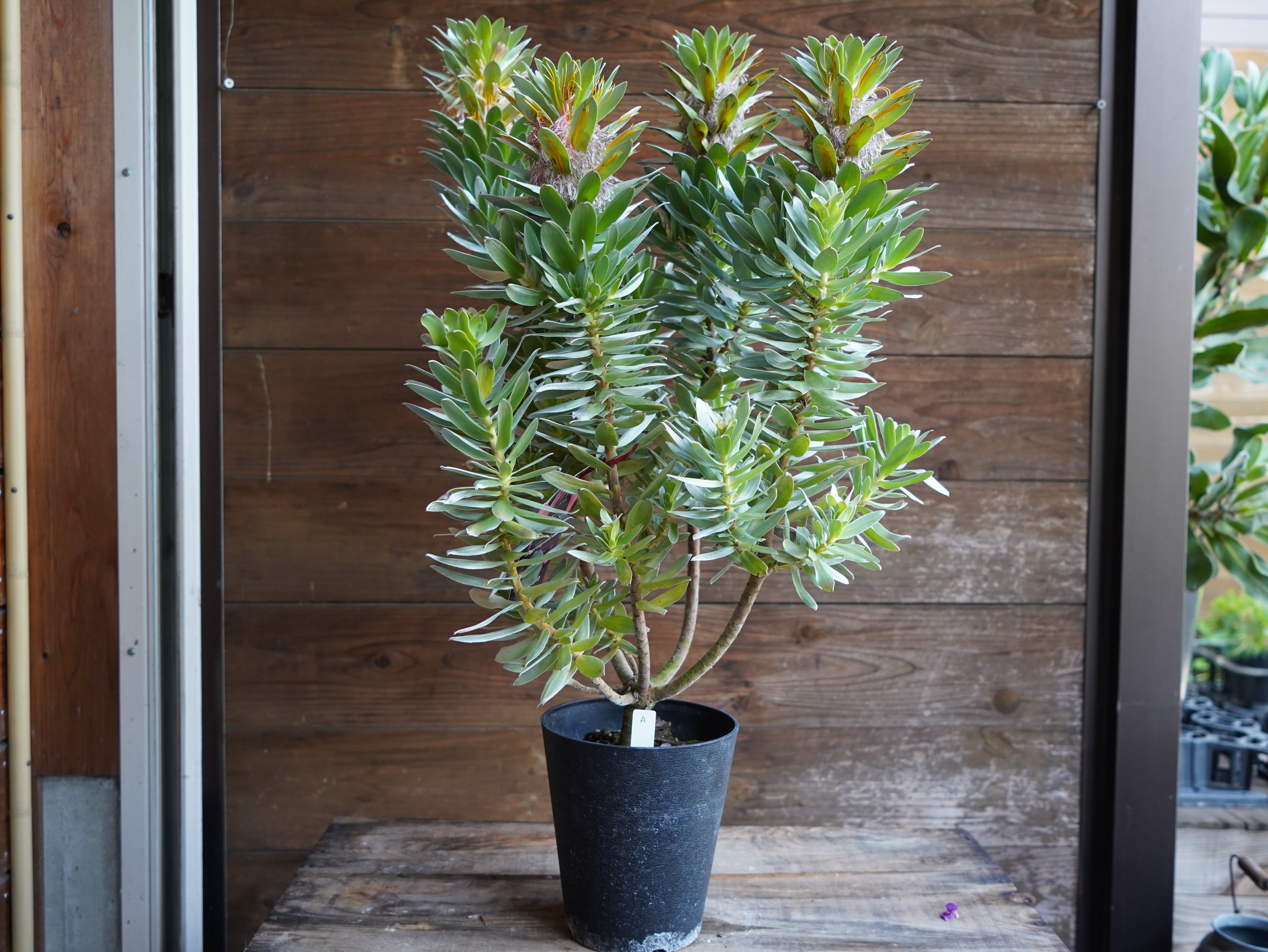 【現物】ミメテス　”クラッカージャックシルバー”　A