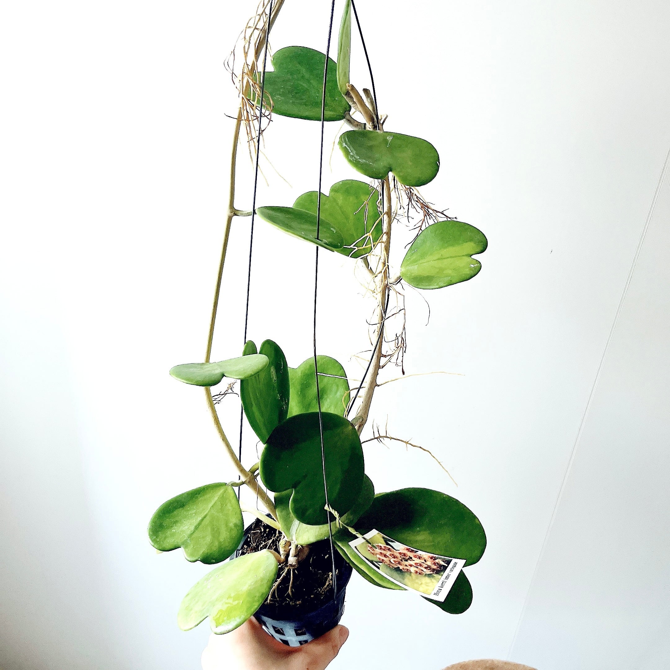 希少品種ホヤコレクション：Hoya kerrii Inner Variegata（ホヤ