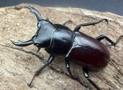 【WD】《アローコクワ原名亜種 瀘水市産 36mm ペア》