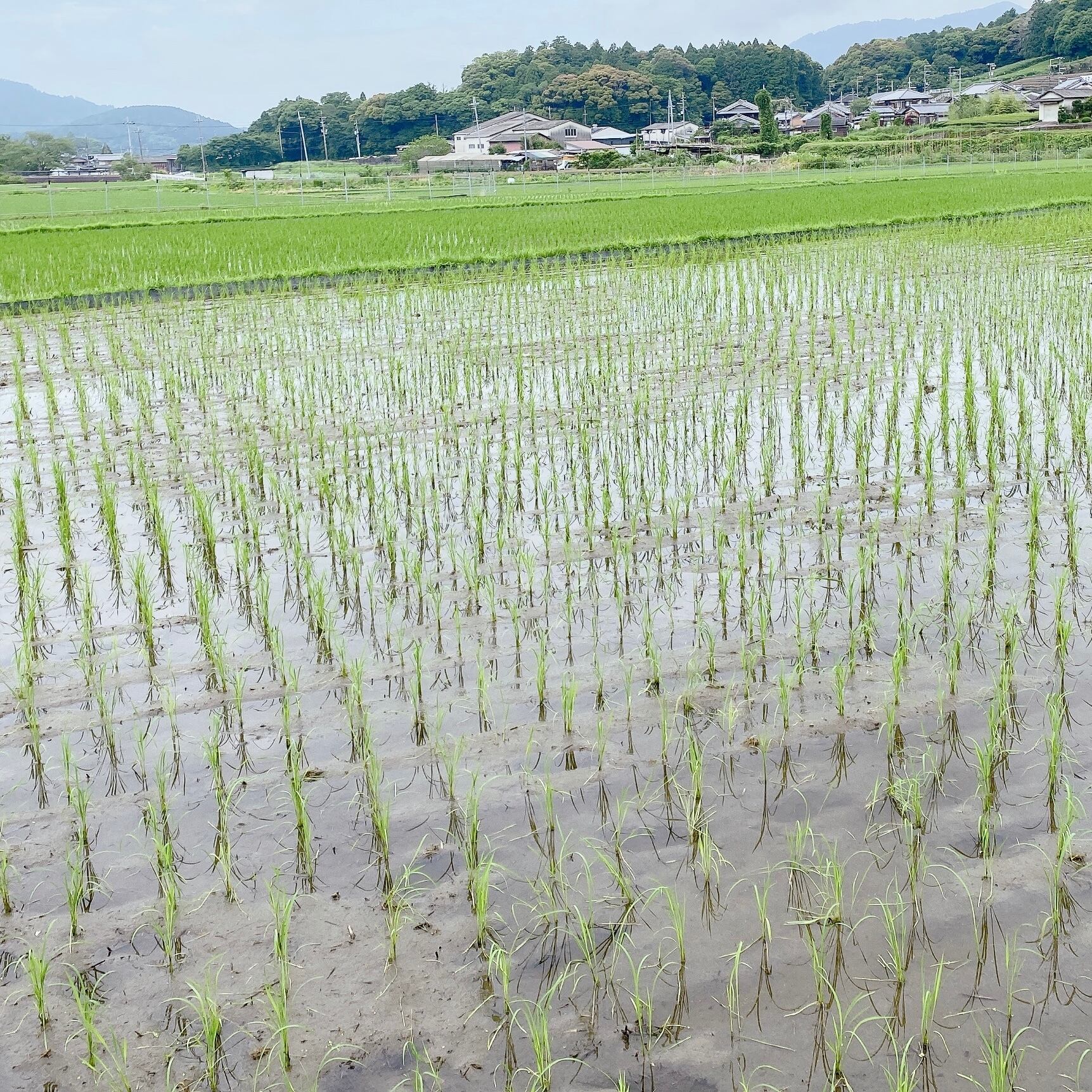 令和7年新米京都玄米にこまる農薬不使用20キロ農家直送 | ヤマダウェブコム