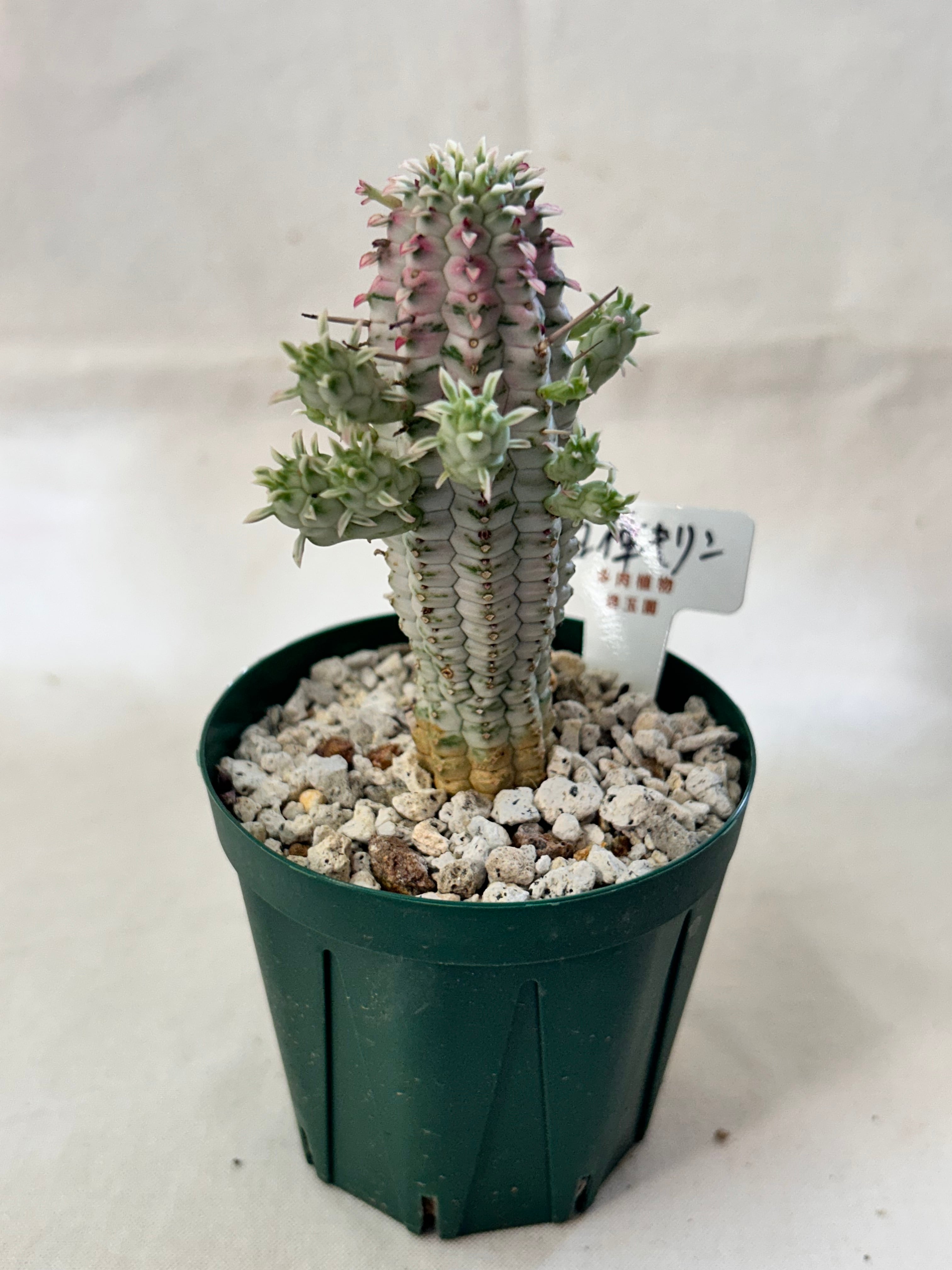 多肉植物 | GREEN JAM foliageplant