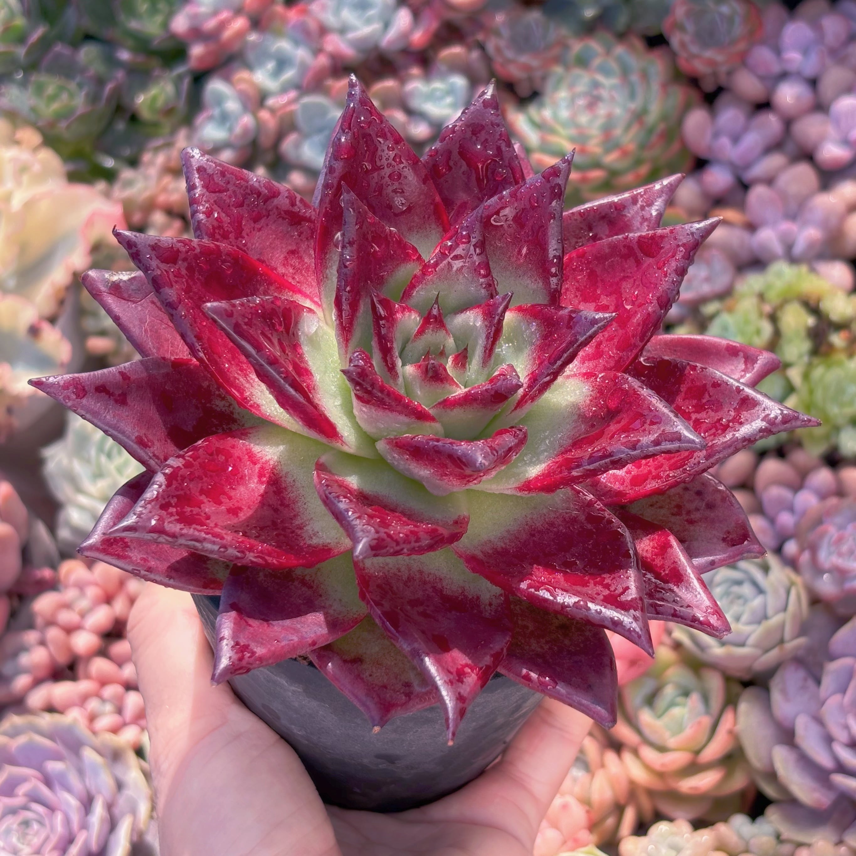 多肉植物　紅檀　新入荷　るる農園