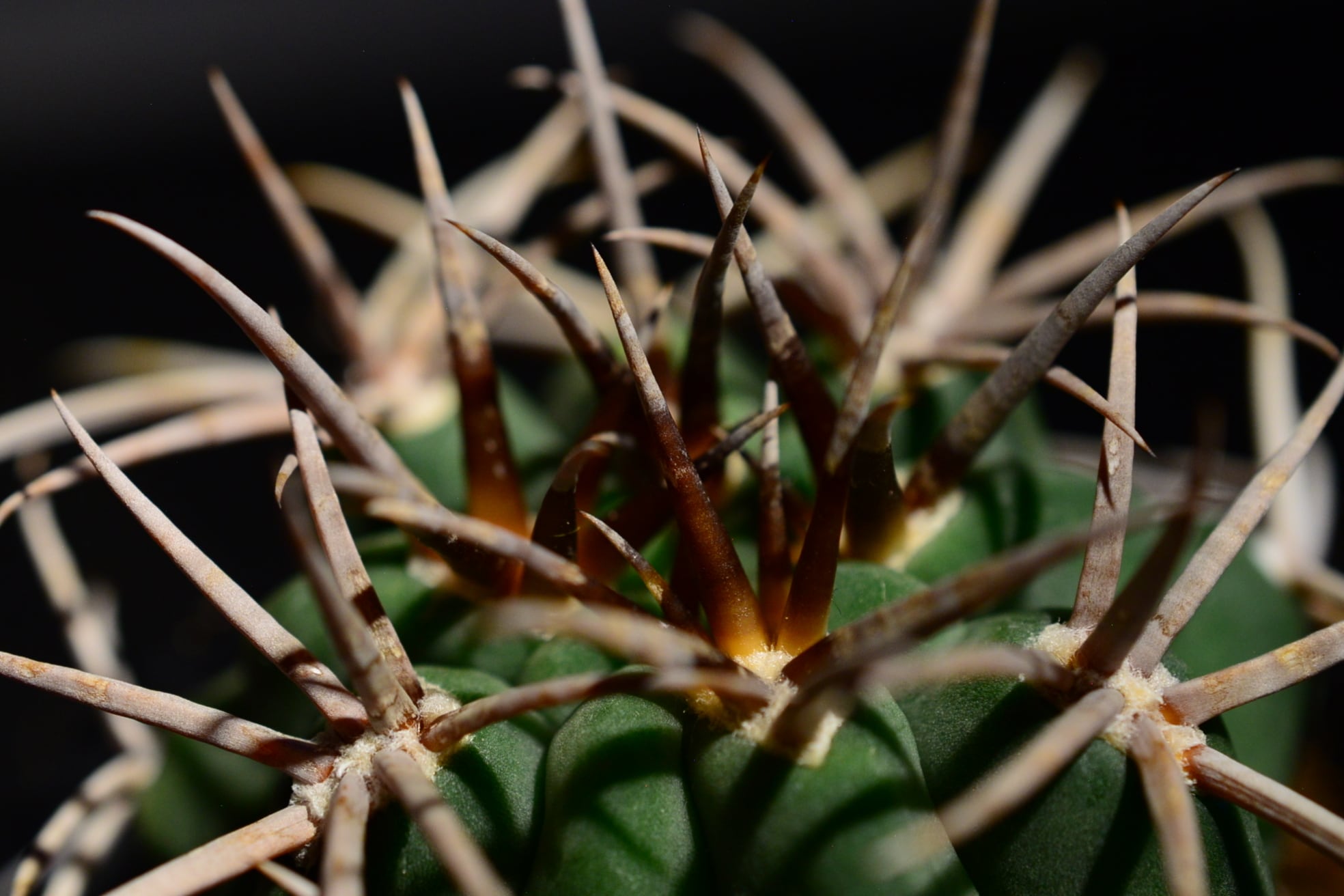 ギムノカリキウム フェロシオール | N collect plants