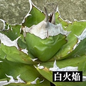 アガベ チタノタ 白火焔 ホワイトファイヤー【631】