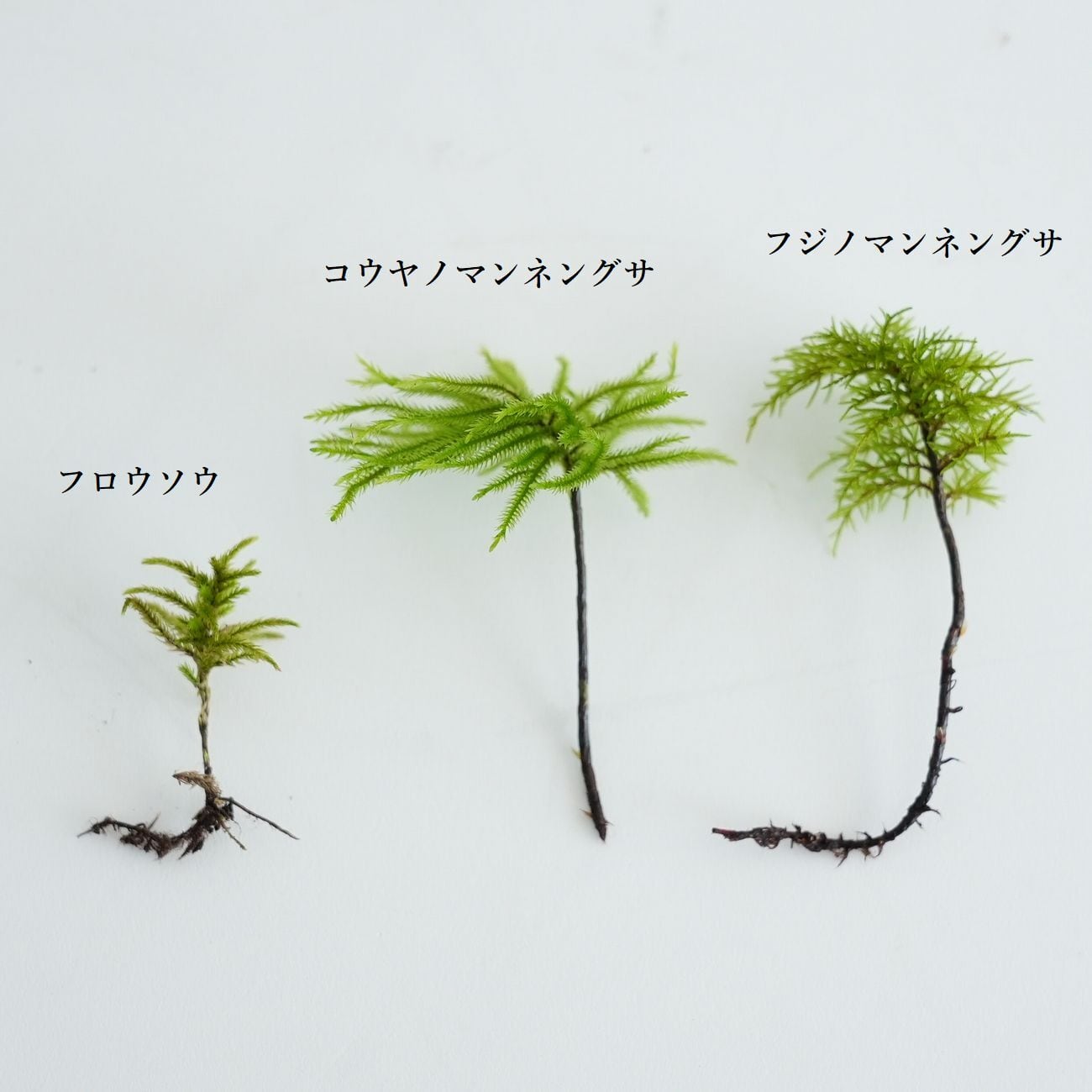 フロウソウ（不老草） 苔テラリウム作製用素材苔 ◇水辺の表現・アクア