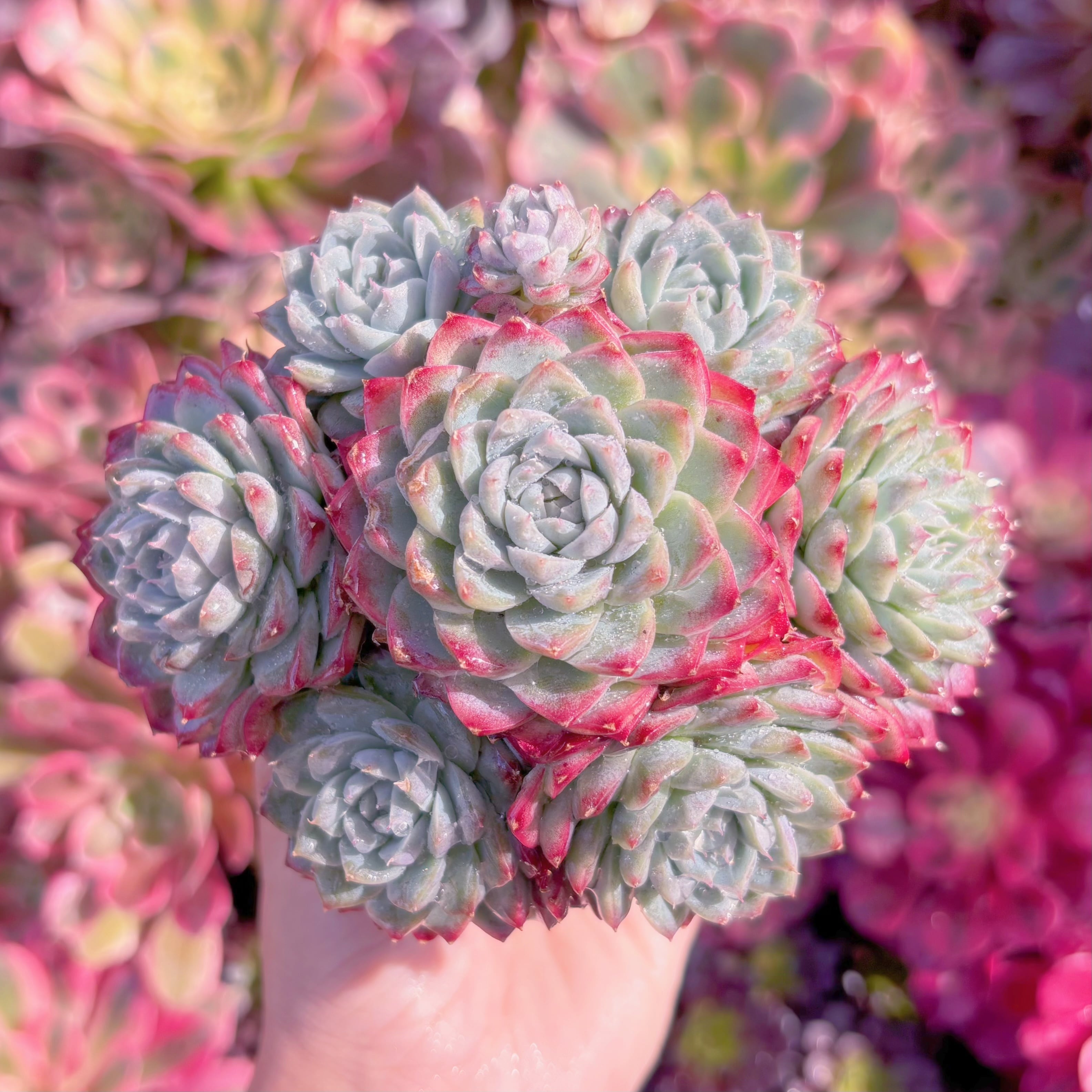 現品　女王花冠#M177　群生　新入荷　るる農園