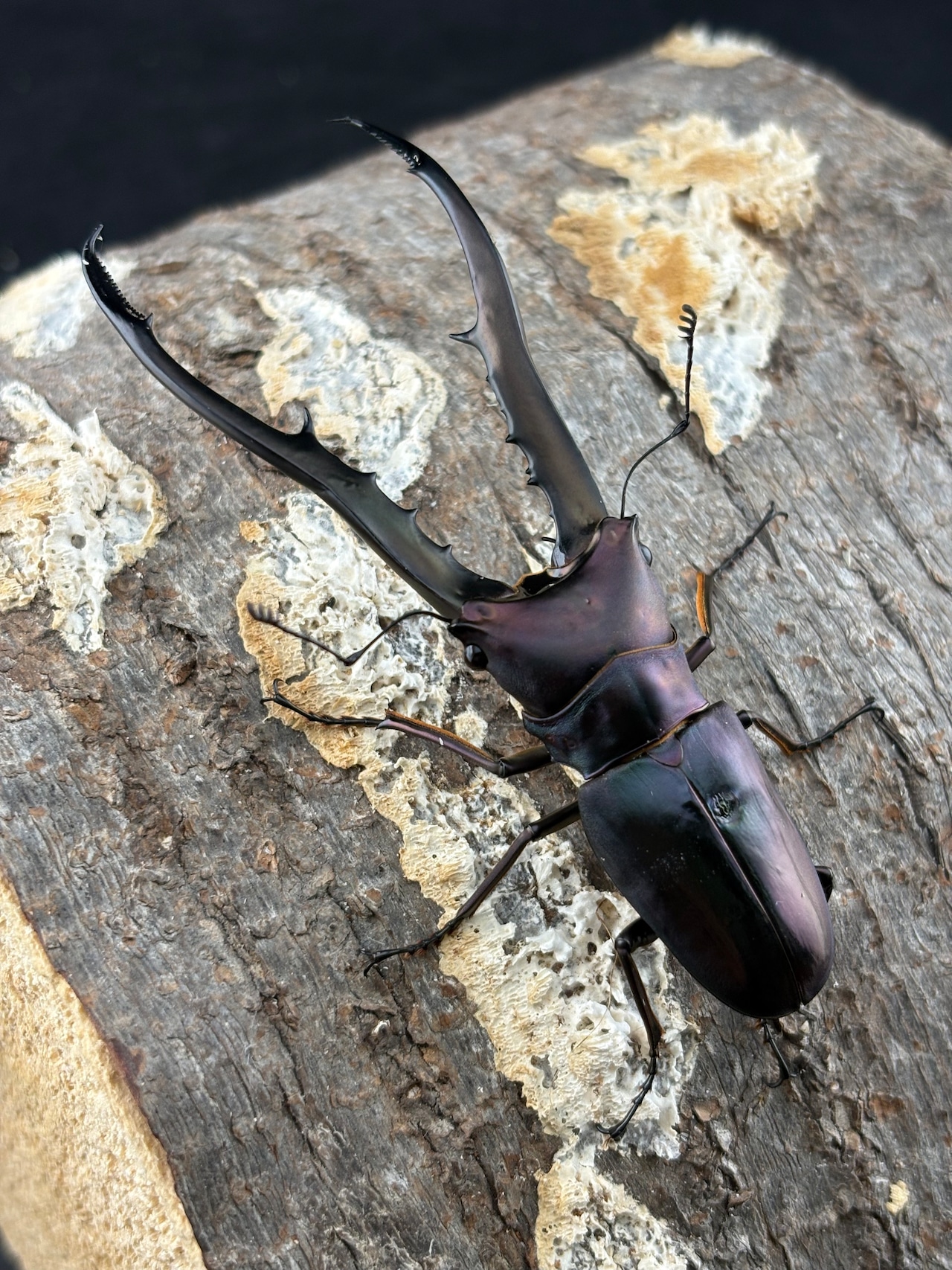 《メタリフェルホソアカ亜種フィナエ パープル系87mm ペア》セルヴォラン氏ブリード個体