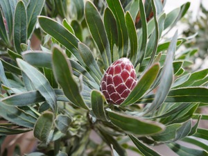 【現物】プロテア　”ポッサムマジック”