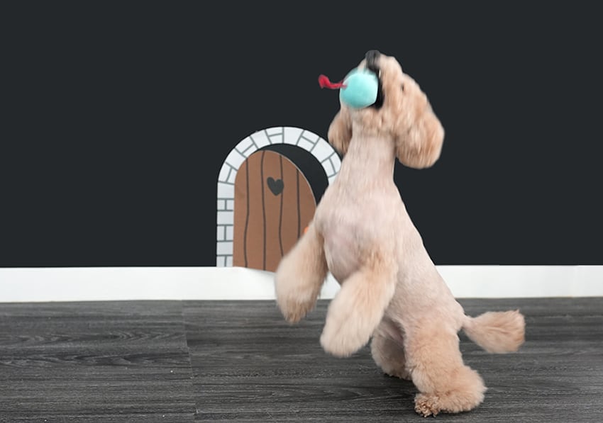 soft cheeze multi toy / ノーズワーク ペット 犬 おもちゃ