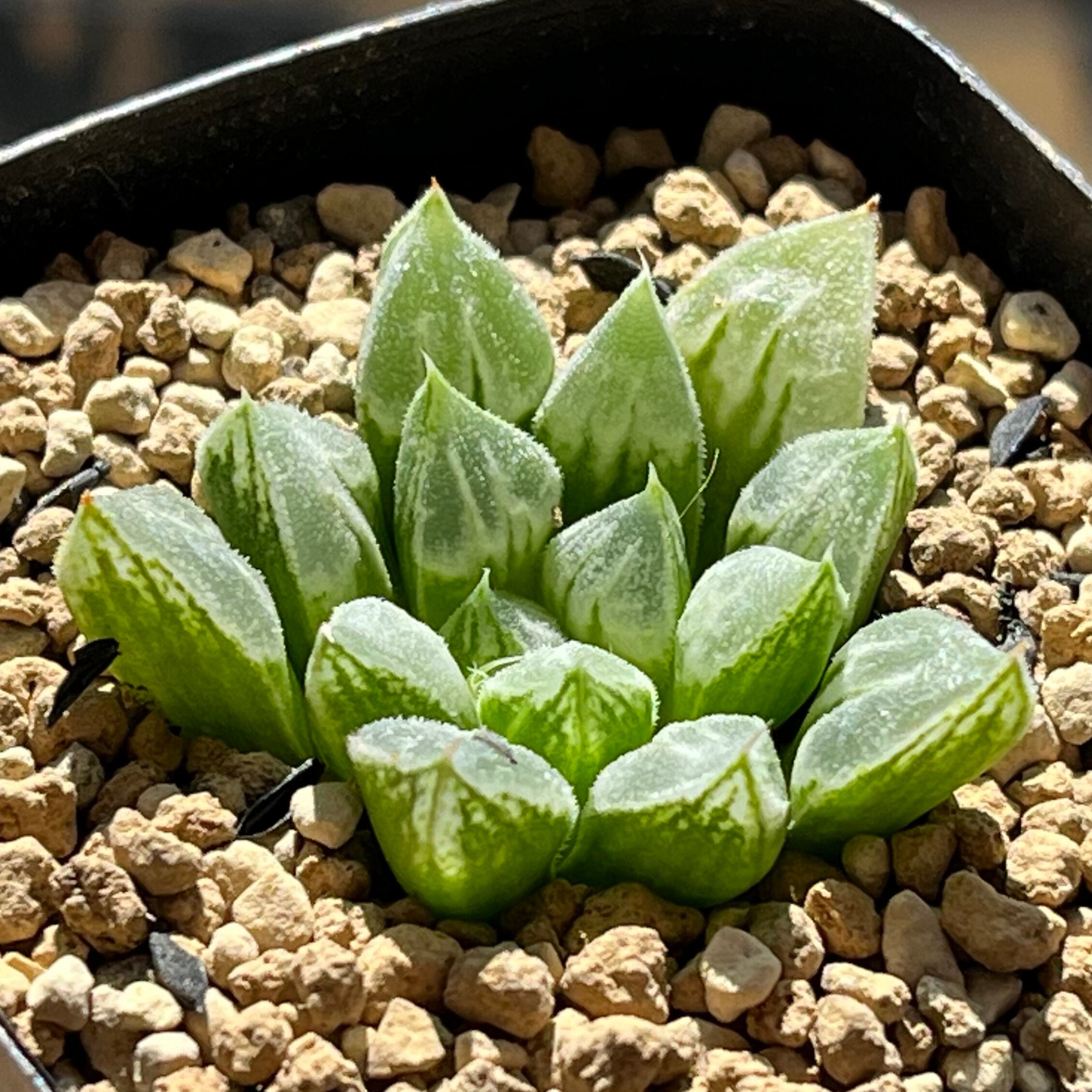 ハオルチア オブツーサ錦 竜珠 | mocono_plants