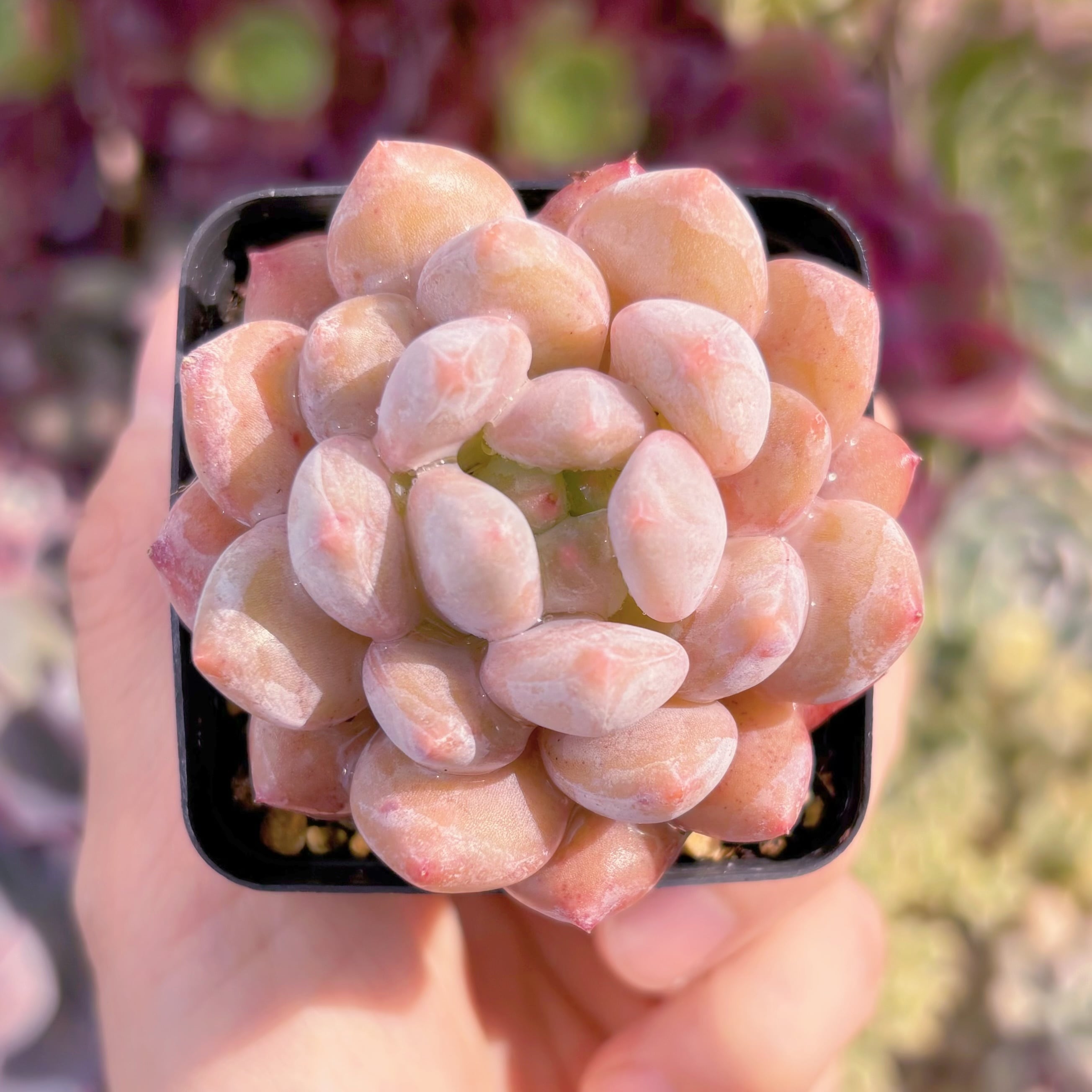 現品　半夏#864　るる農園