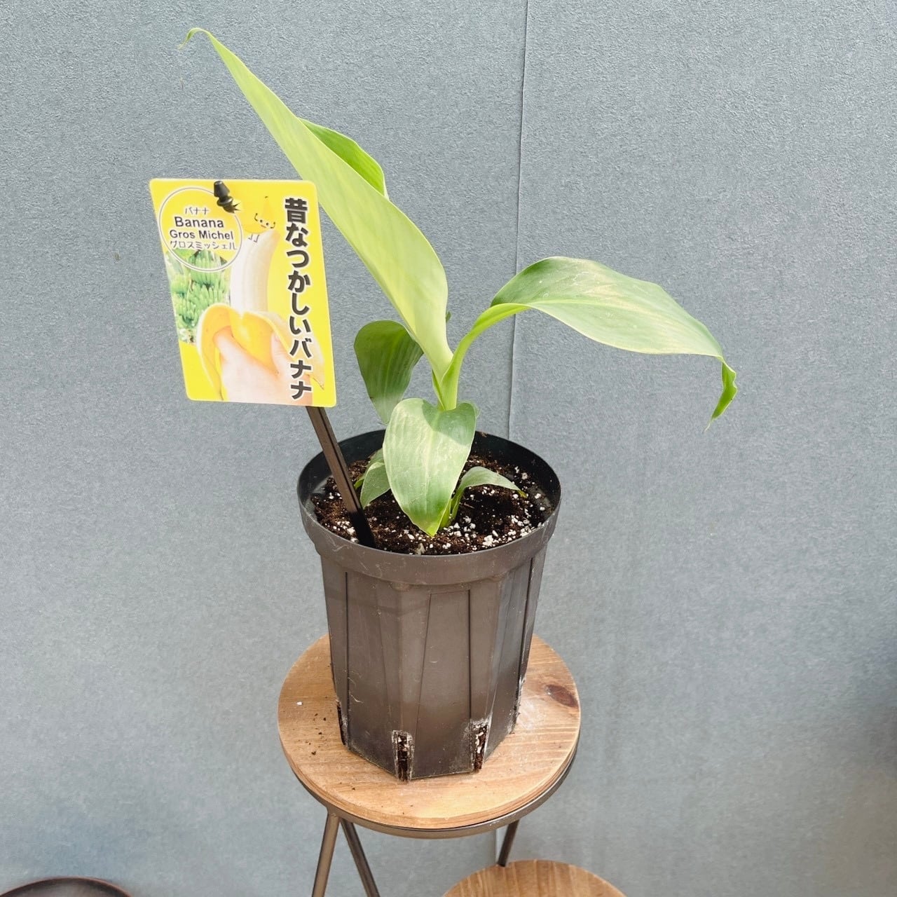 現品］【希少】2番 アガベ クイック シルバー 8号 観葉植物 レア