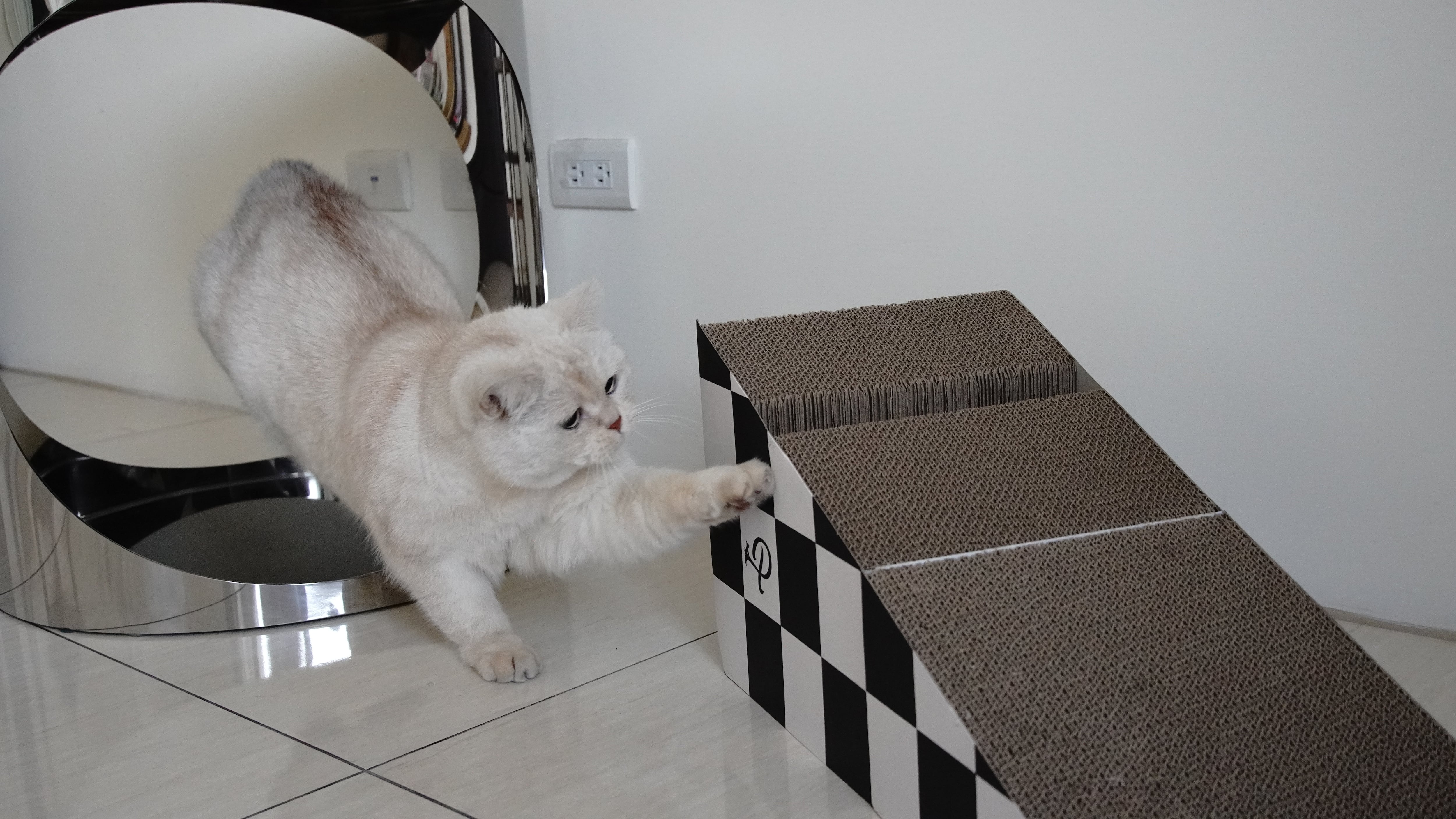 Amazon | PAWZ Road キャットタワー ミニ 低め コンパクト