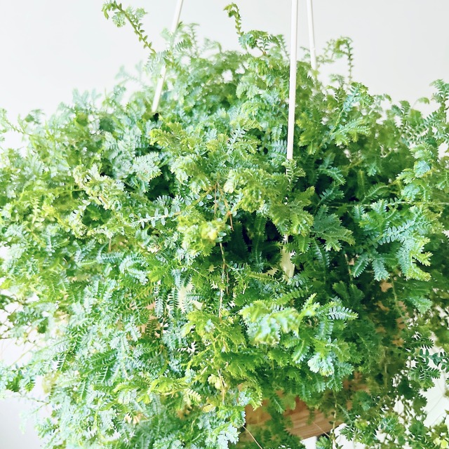 【再入荷】ふわもこ レインボーファーン ハンギング 観葉植物 calmcafe