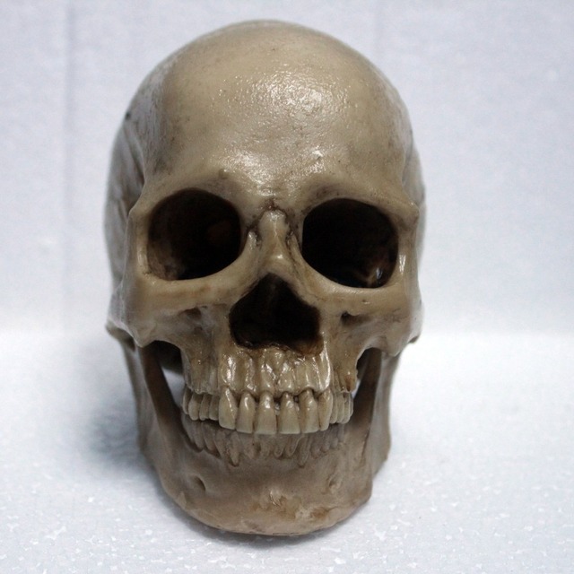 1:3小さなサイズ絵画高レベル樹脂材料人間の頭蓋骨解剖アートスケルトン指導モデルリムーバブルでき送料無料