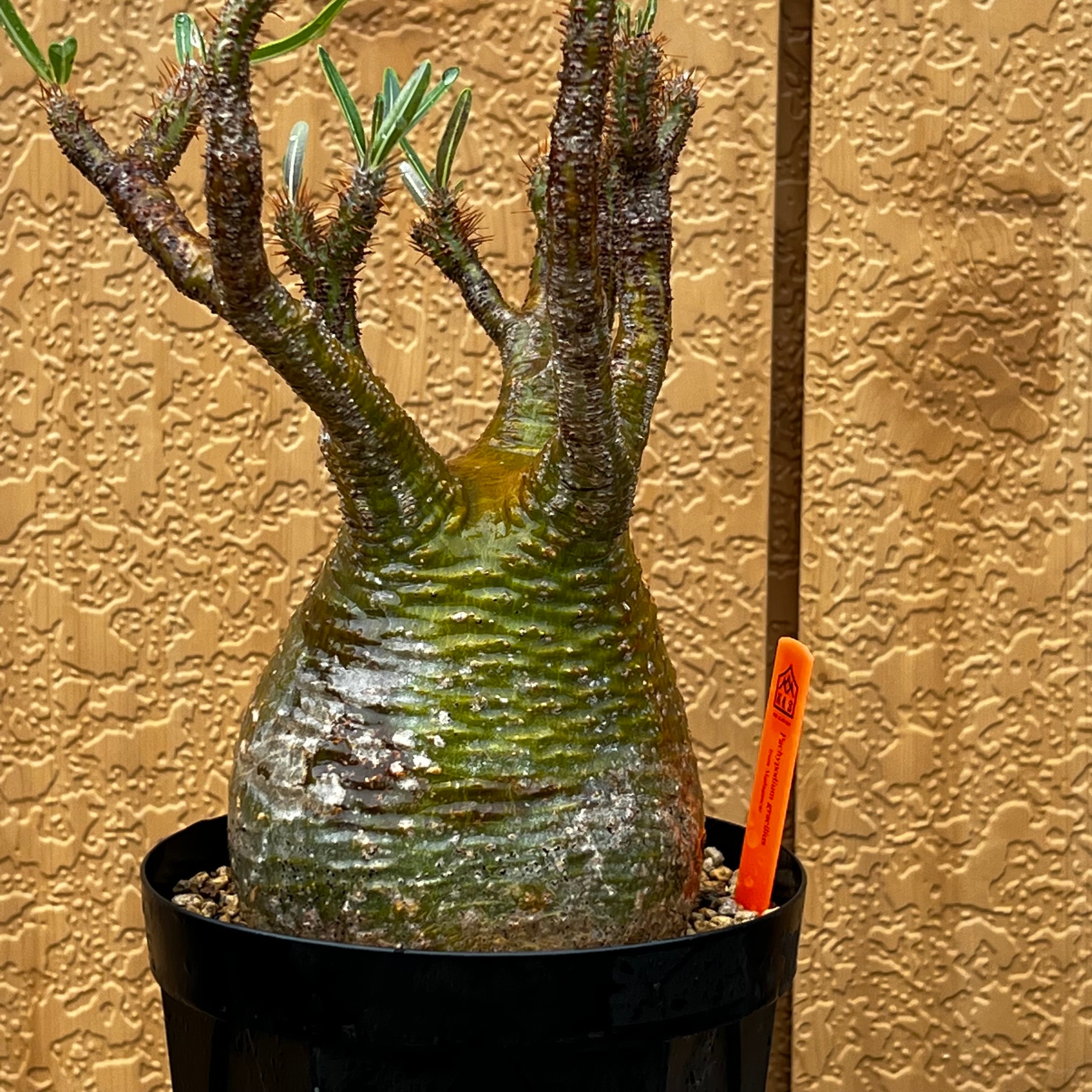 パキポディウム グラキリス 現地球 29 数量限定，大人気