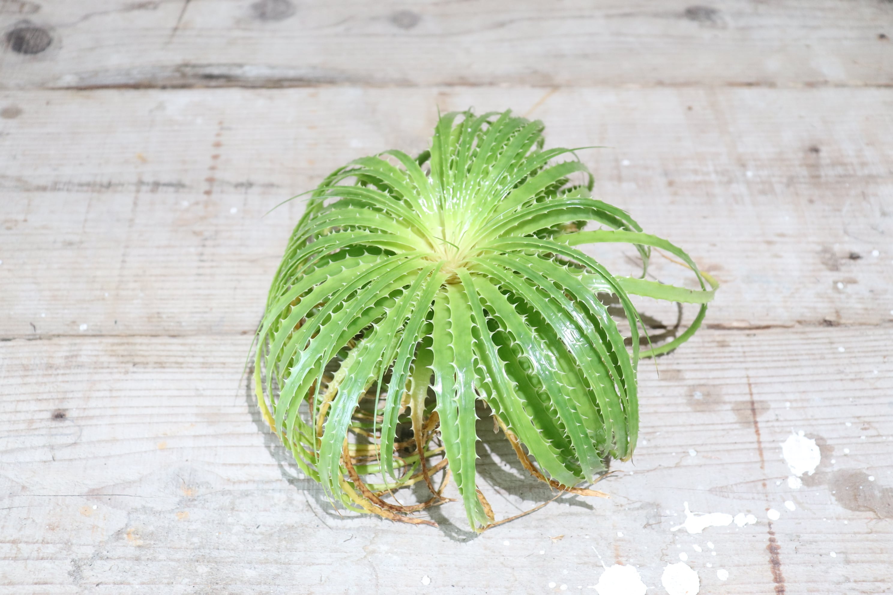 送料無料】Encholirium horridum《ベアルート株》〔エンコリリウム